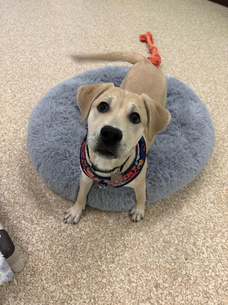 Wunorse Openslae, Adopted, Puppy Female Labrador Retriever & Mixed Breed.