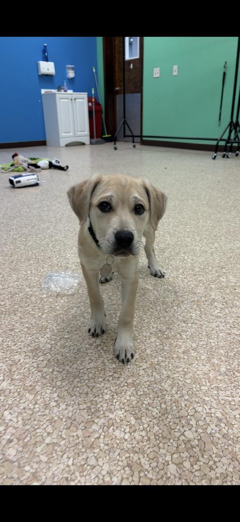 Enlarge Wunorse Openslae, a Adopted mixed breed in Utica, MI image 2/4