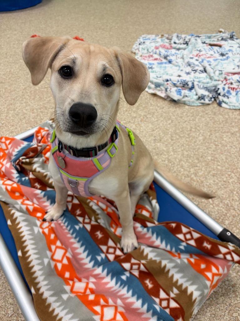 Enlarge Wunorse Openslae, a Adopted mixed breed in Utica, MI image 4/4