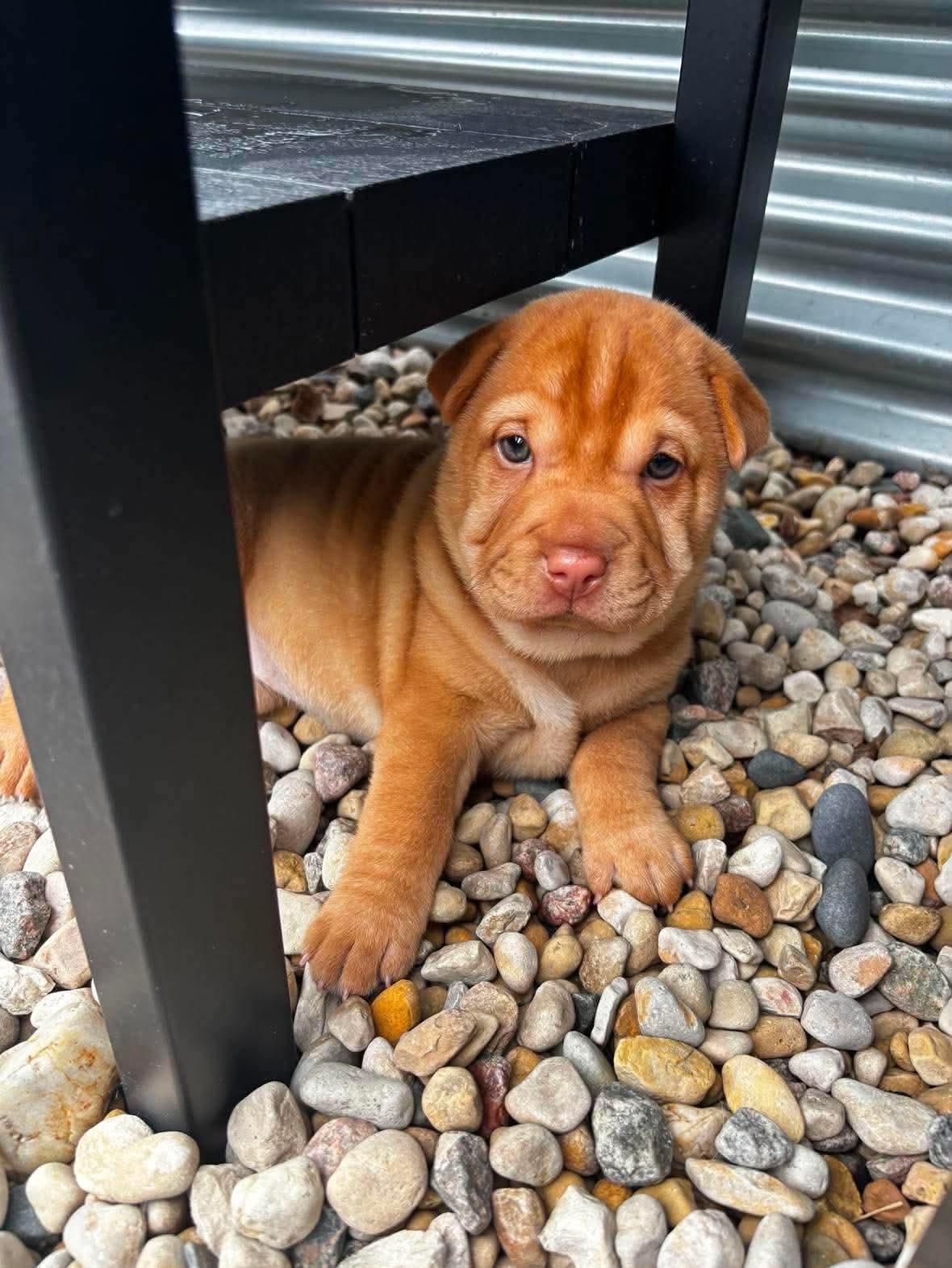 Elenor, ADOPTABLE, Puppy Female Shar-Pei & Jack Russell Terrier.