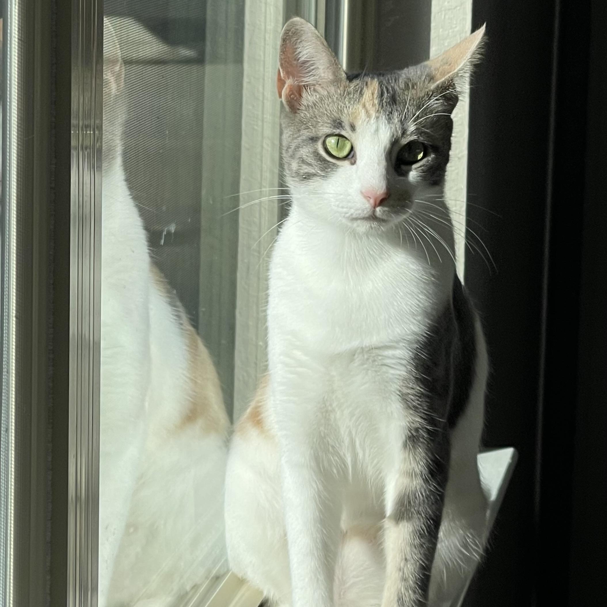 Enlarge Kit Kat, a Adoptable Calico in Portland, OR image 5/6