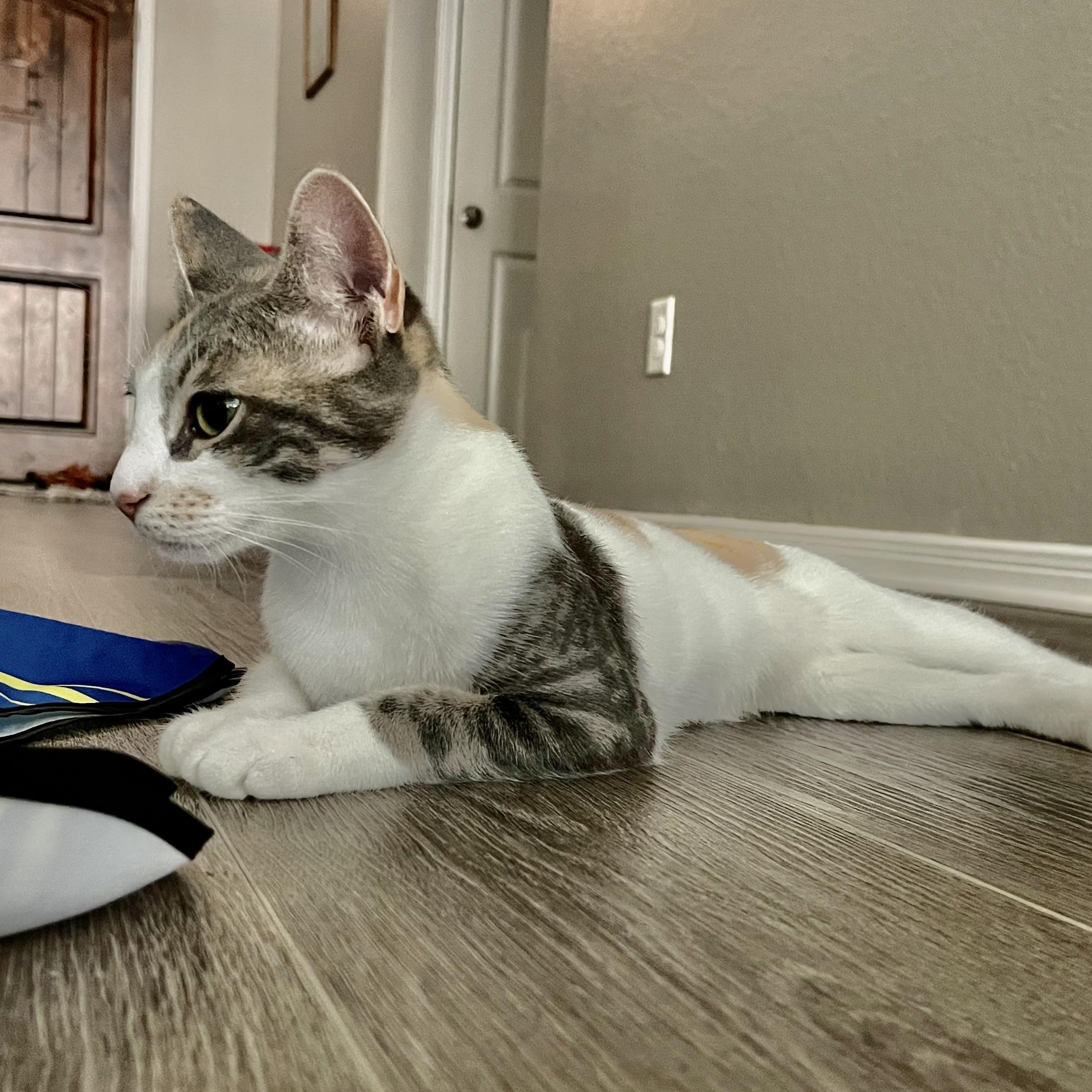 Kit Kat, Adoptable, Young Female Calico.