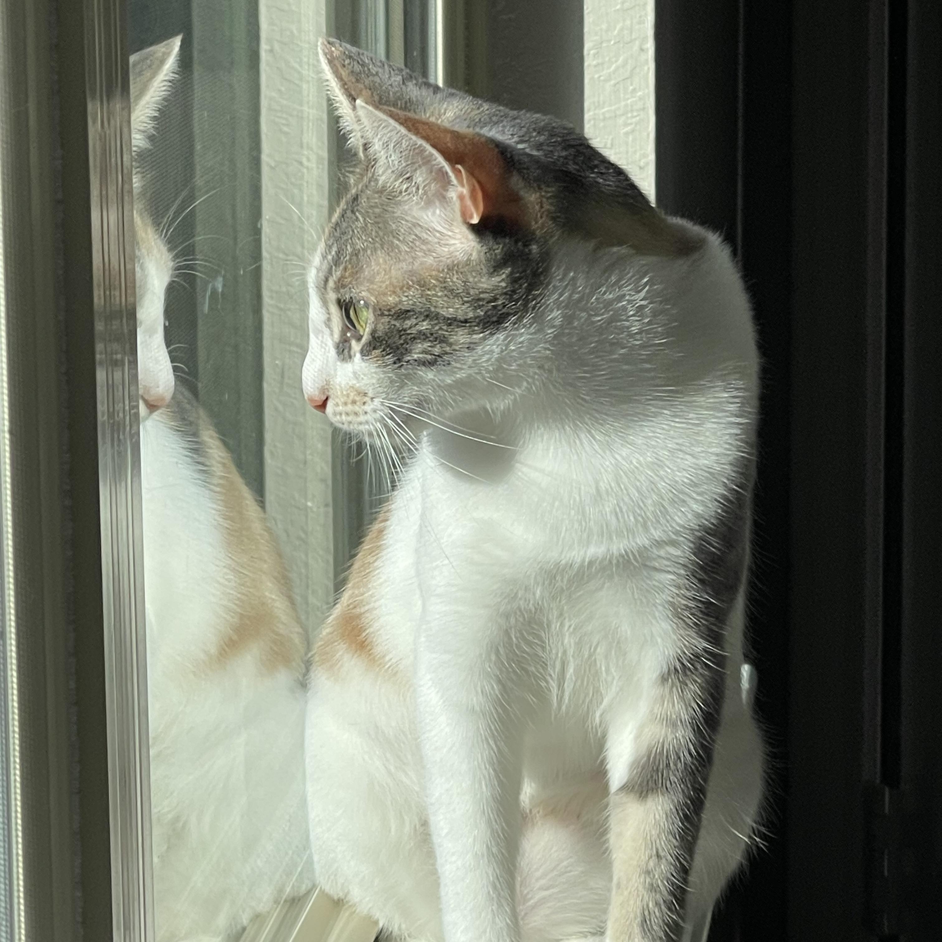 Enlarge Kit Kat, a Adoptable Calico in Portland, OR image 4/6