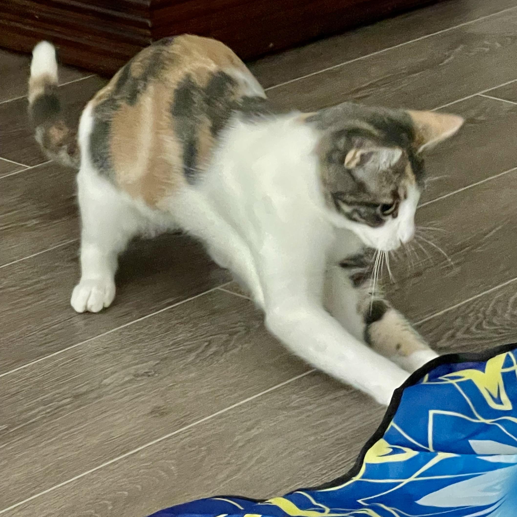 Enlarge Kit Kat, a Adoptable Calico in Portland, OR image 2/6