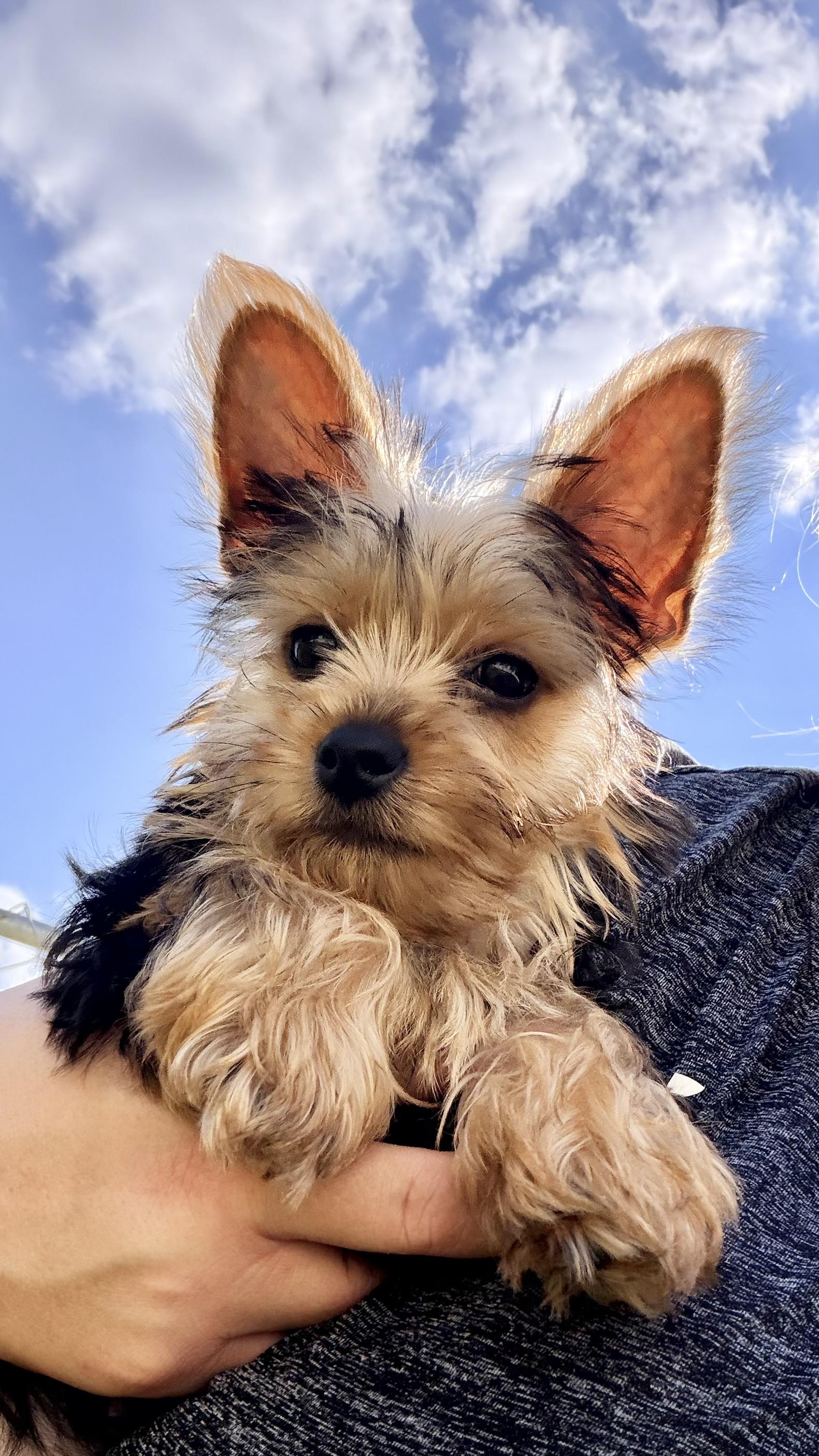 Royce. ADOPTED, a ADOPTABLE Yorkshire Terrier in Union Grove, WI image 2/3