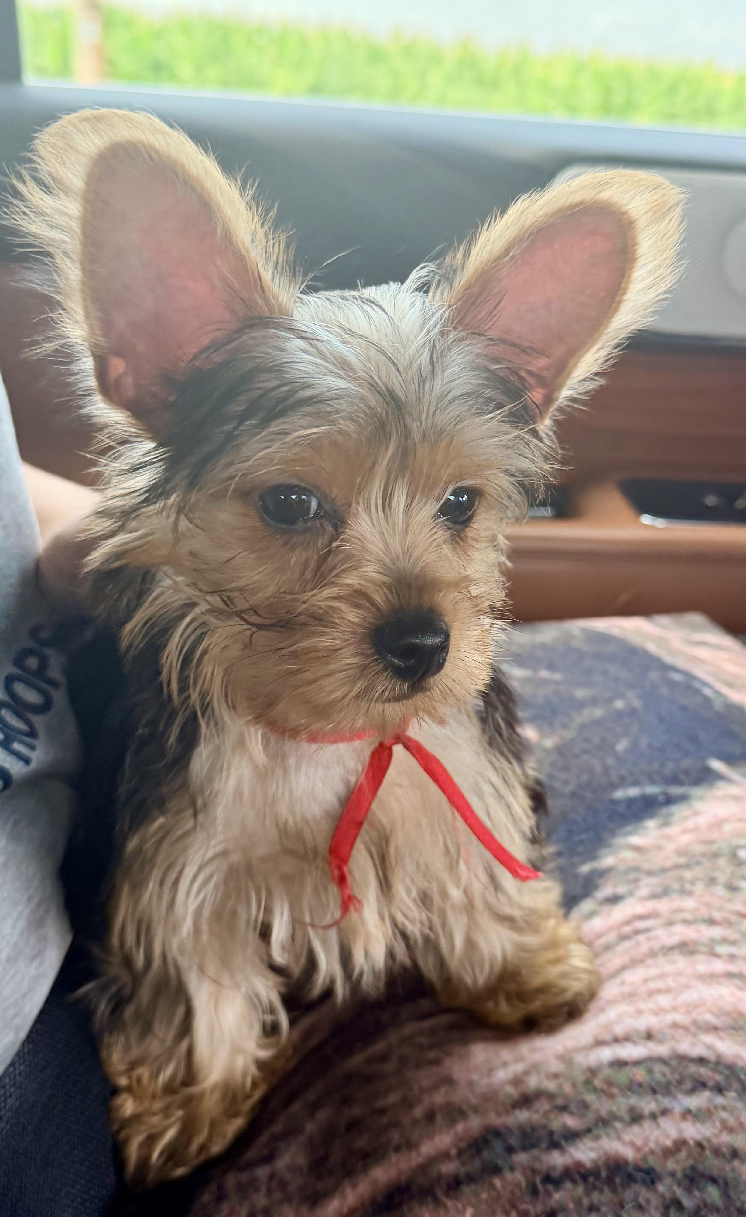Royce. ADOPTED, ADOPTABLE, Puppy Male Yorkshire Terrier.