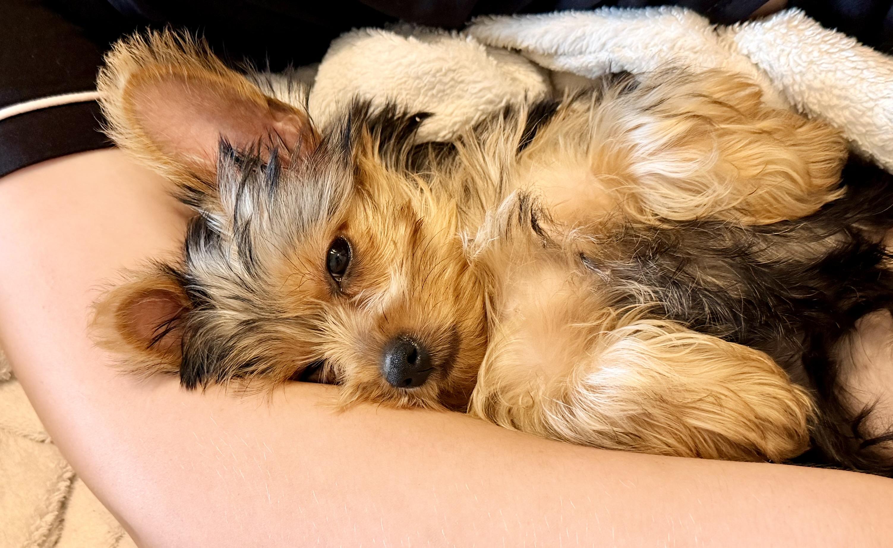 Royce. ADOPTED, a ADOPTABLE Yorkshire Terrier in Union Grove, WI image 3/3