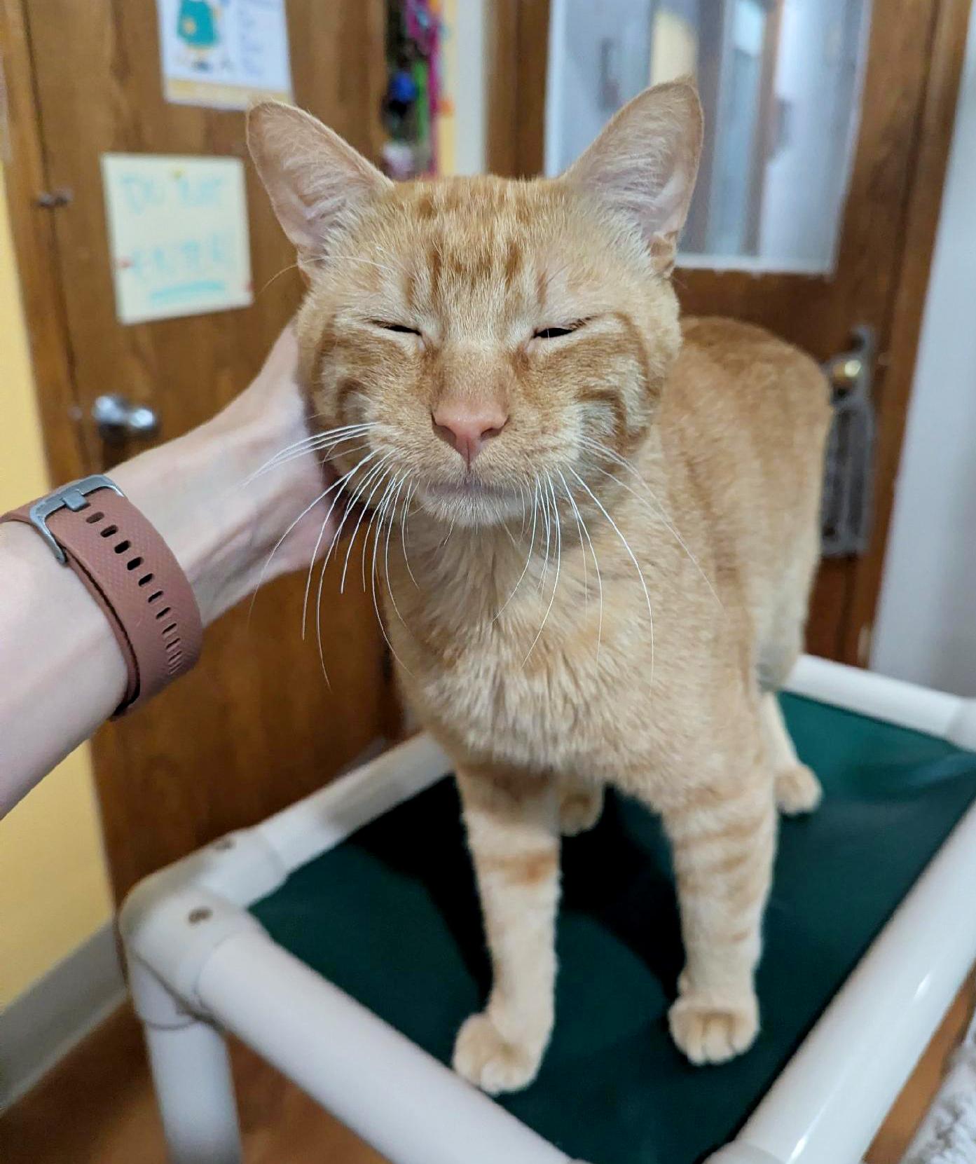 Enlarge Squeak, a Adoptable Tabby in Parkville, MO image 6/6