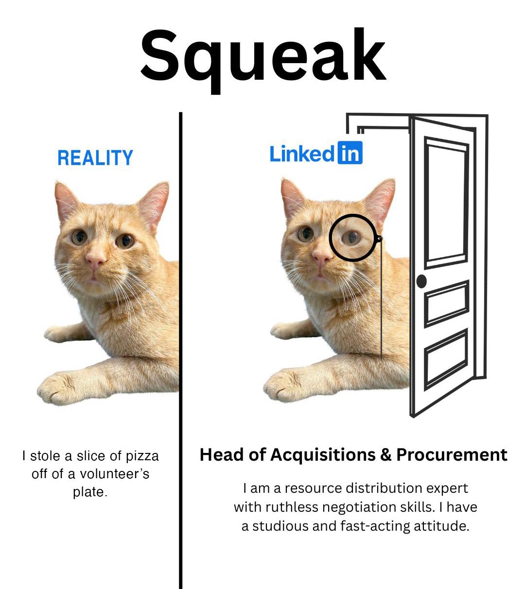 Enlarge Squeak, a Adoptable Tabby in Parkville, MO image 2/6