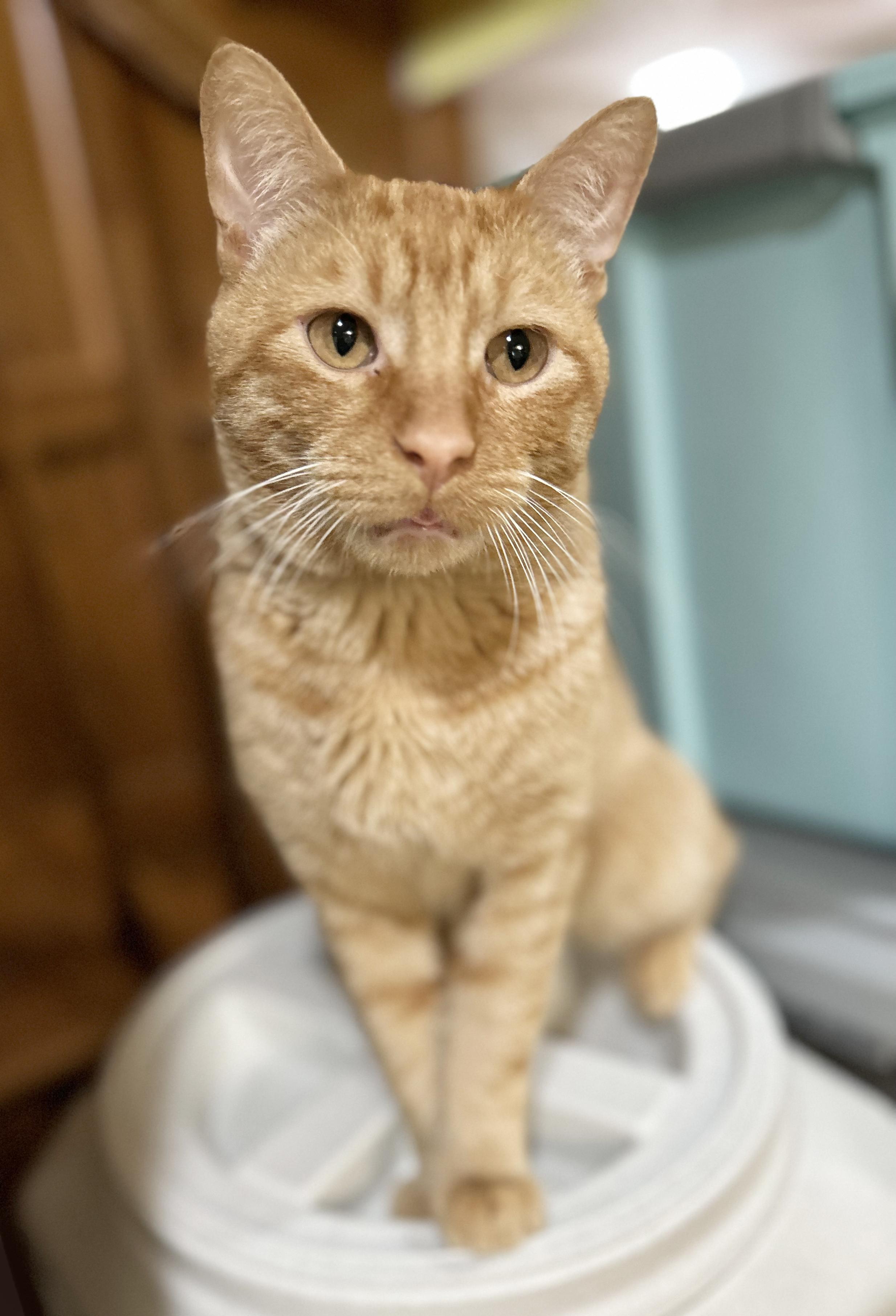 Enlarge Squeak, a Adoptable Tabby in Parkville, MO image 4/6