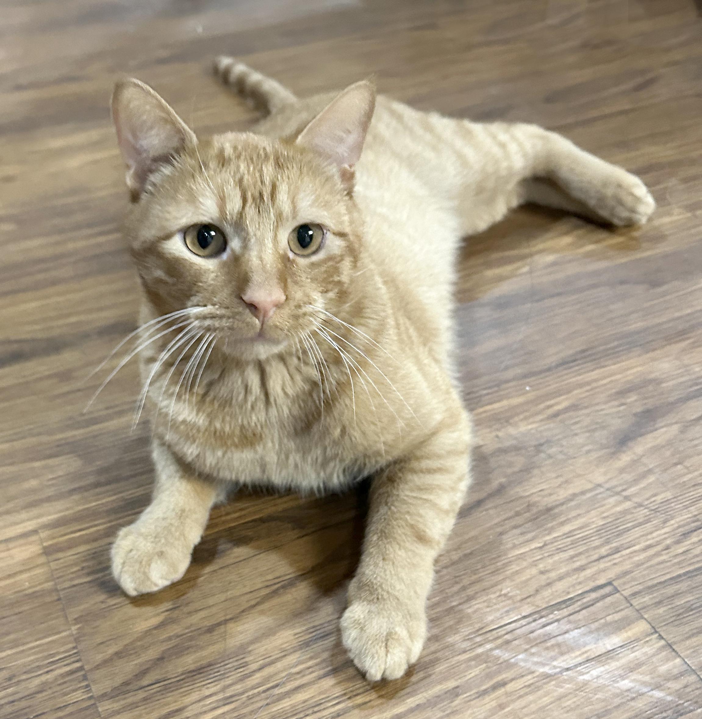 Squeak — thumbnail 2