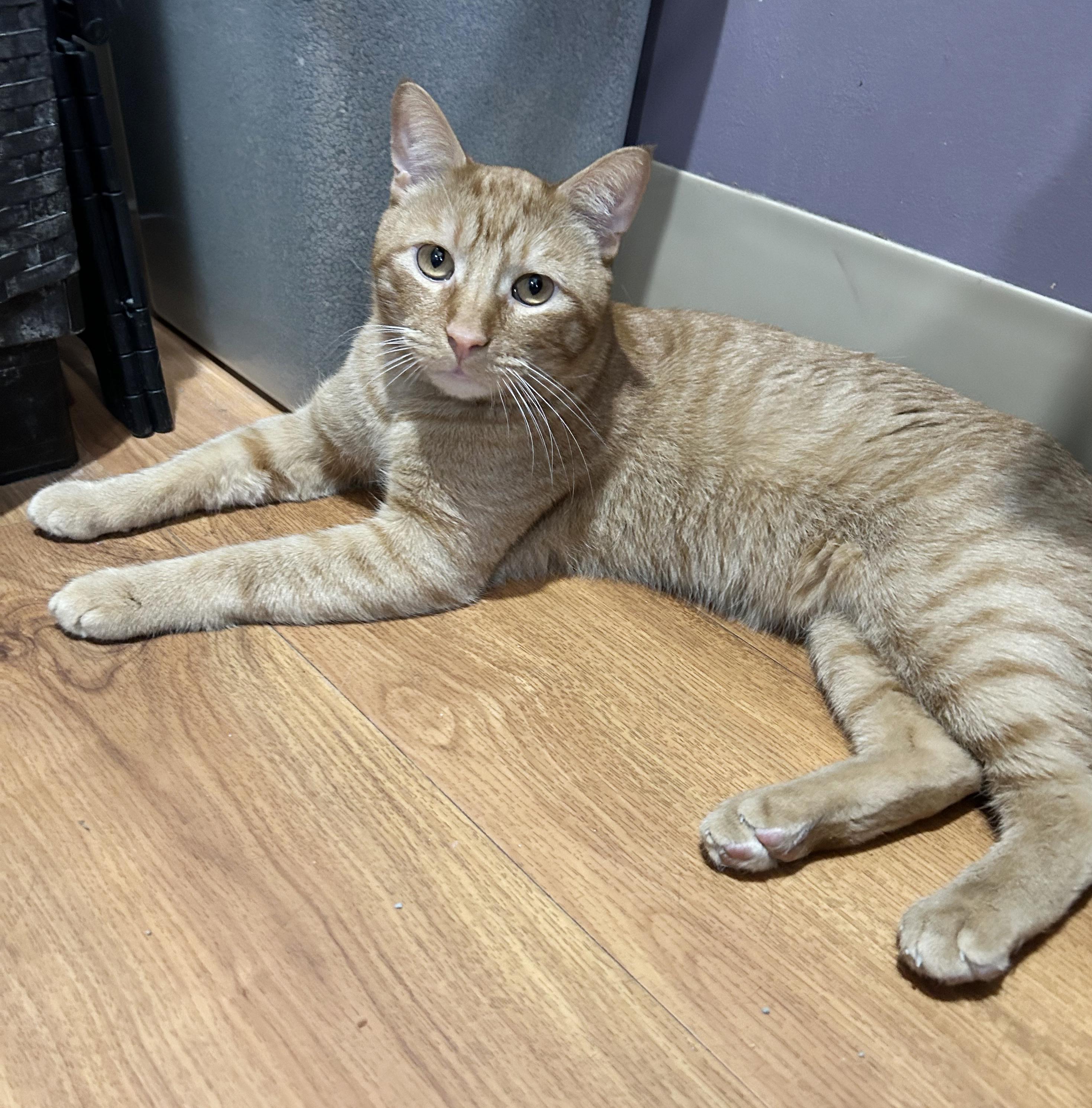 Enlarge Squeak, a Adoptable Tabby in Parkville, MO image 4/6