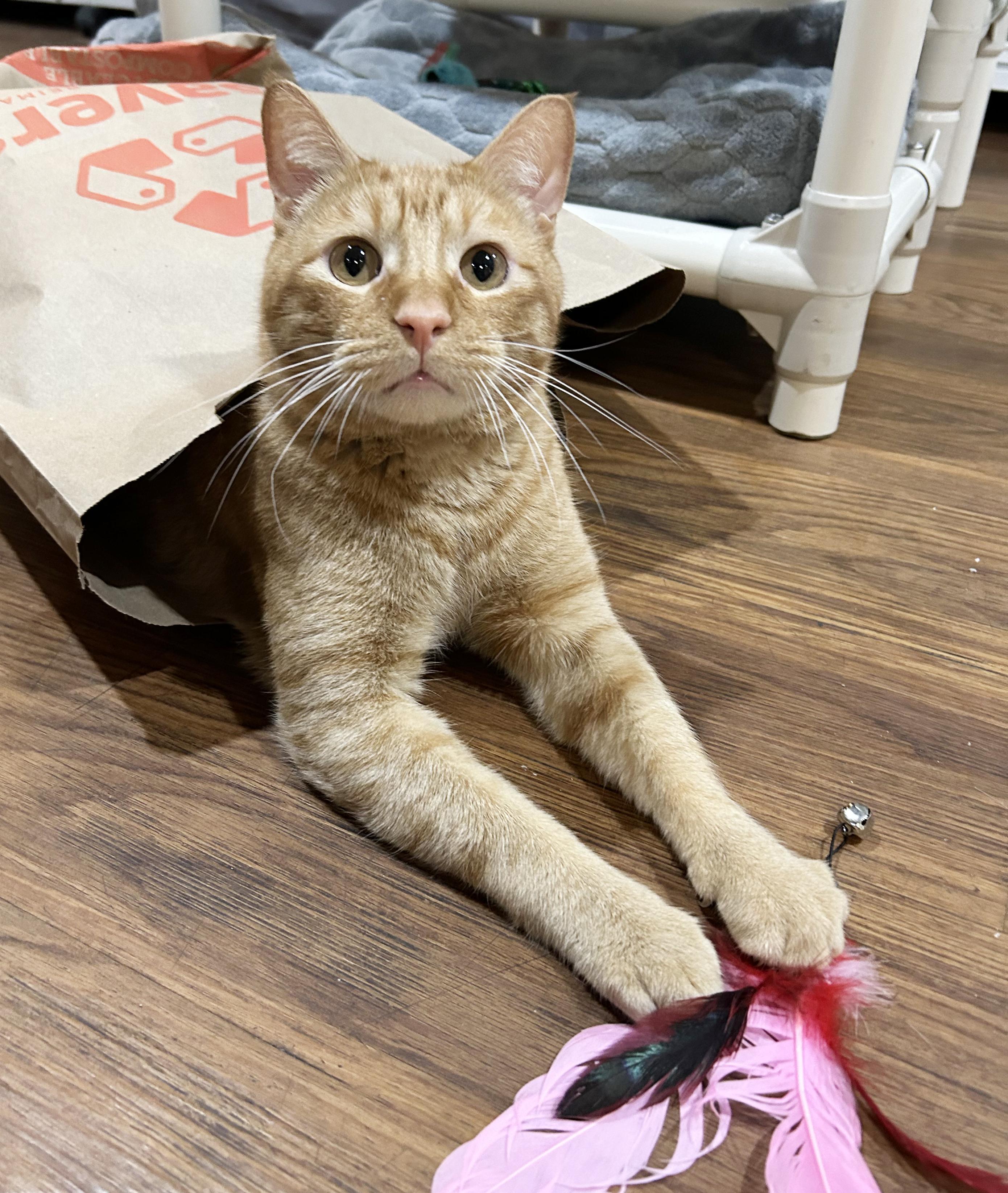 Squeak, adoptable, Adult Male Tabby.