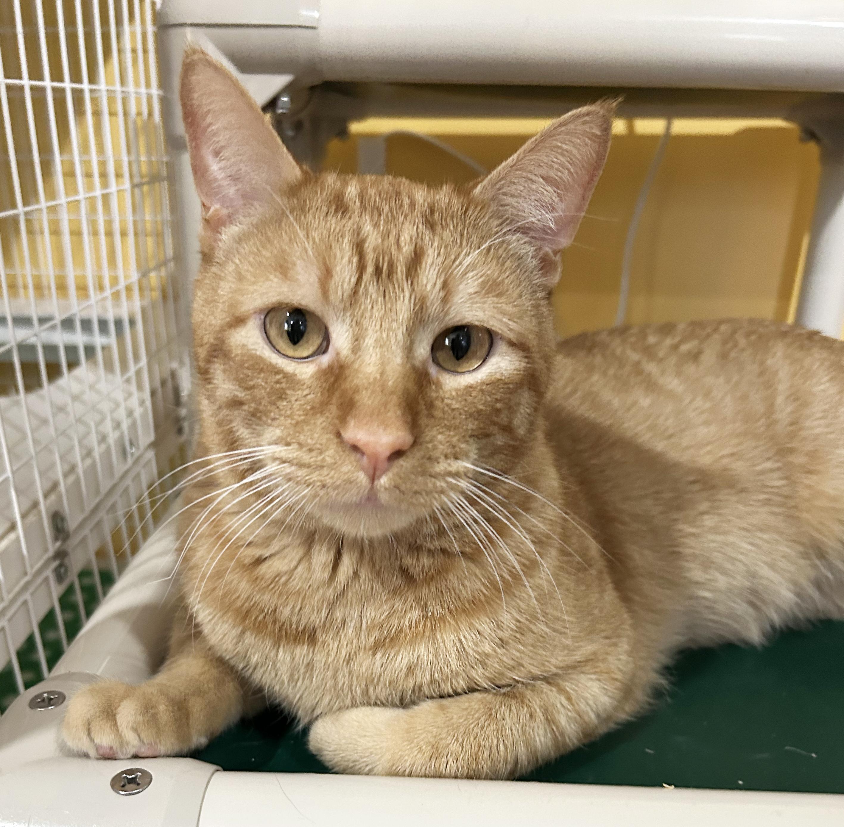 Enlarge Squeak, a Adoptable Tabby in Parkville, MO image 1/6
