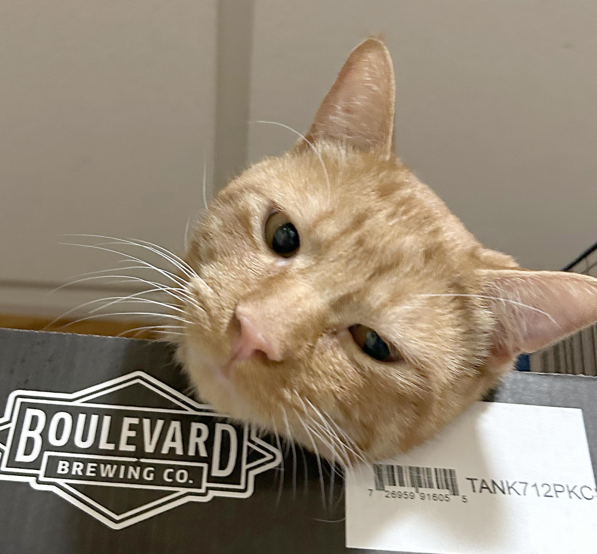 Squeak — thumbnail 5