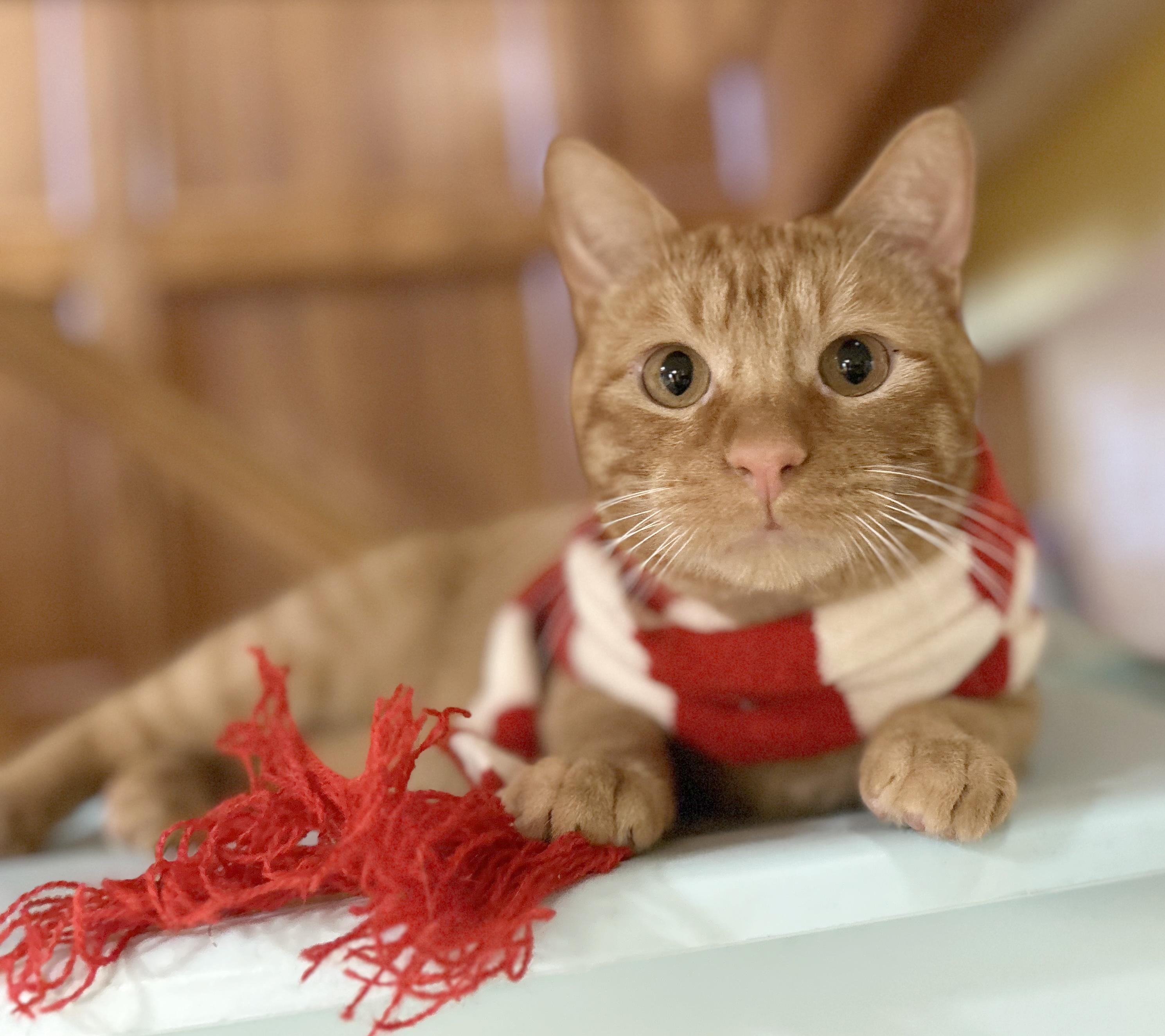 Squeak, a Adoptable Tabby in Parkville, MO image 1/4