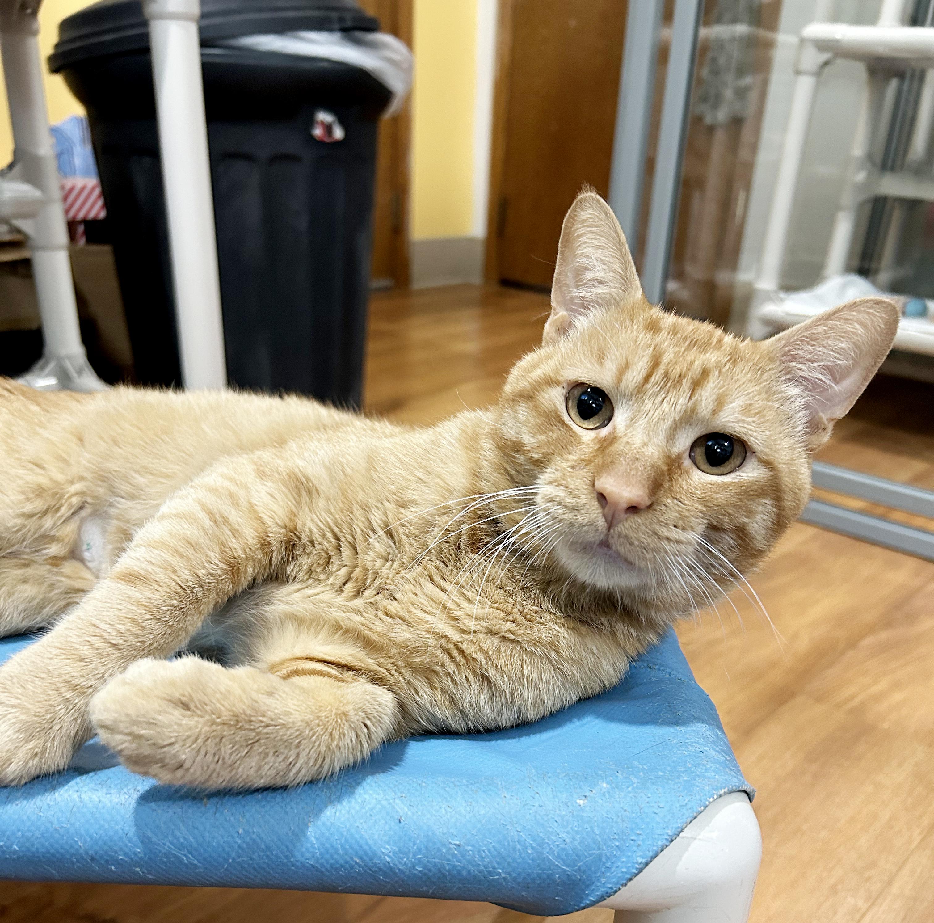 Enlarge Squeak, a Adoptable Tabby in Parkville, MO image 5/6