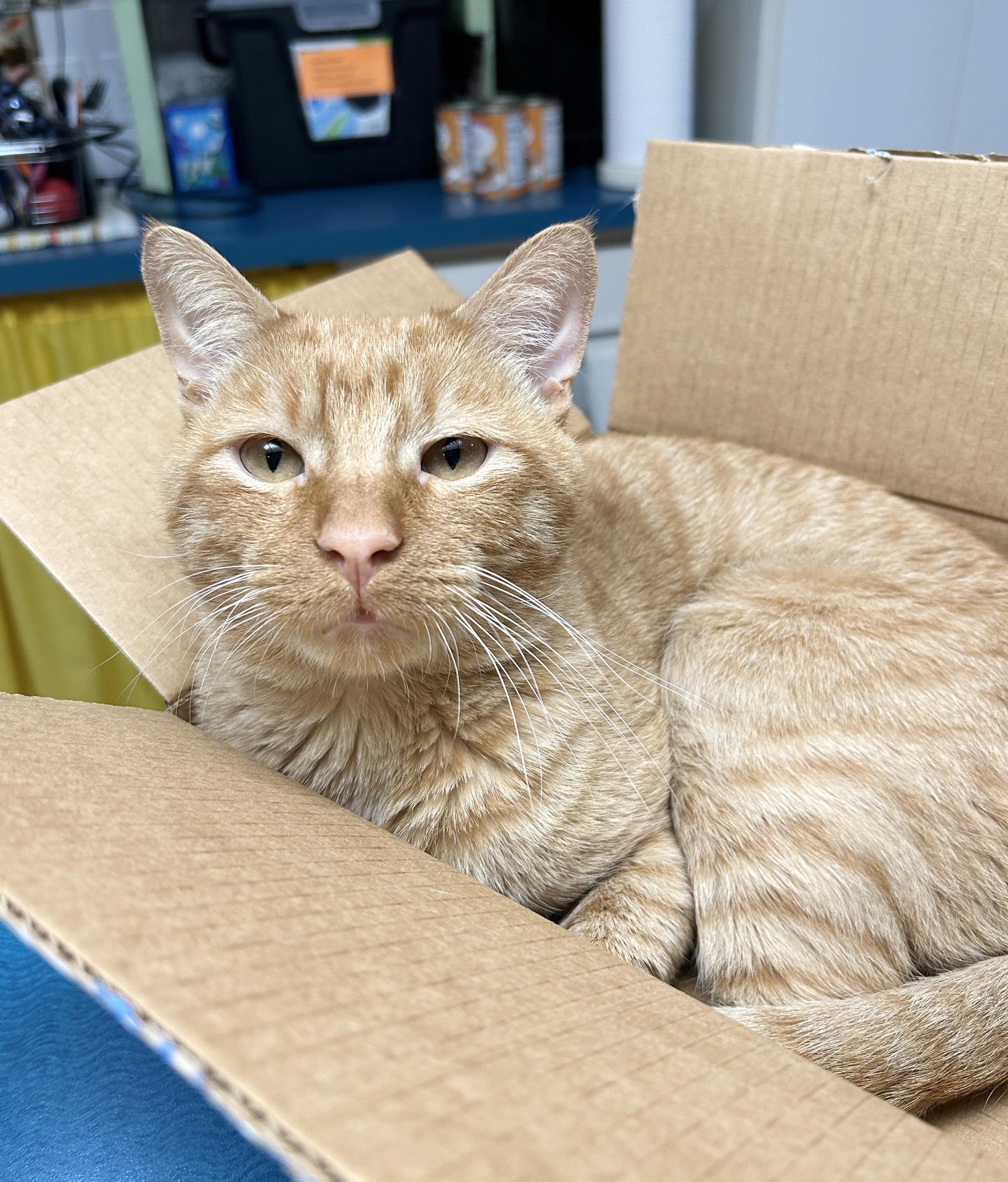 Enlarge Squeak, a Adoptable Tabby in Parkville, MO image 3/6