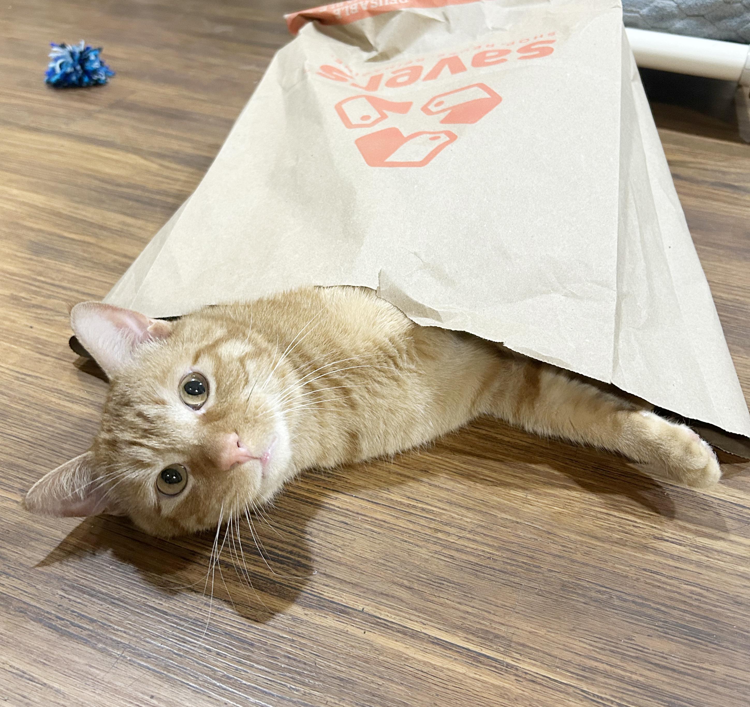 Enlarge Squeak, an adoptable Tabby in Parkville, MO image 6/6