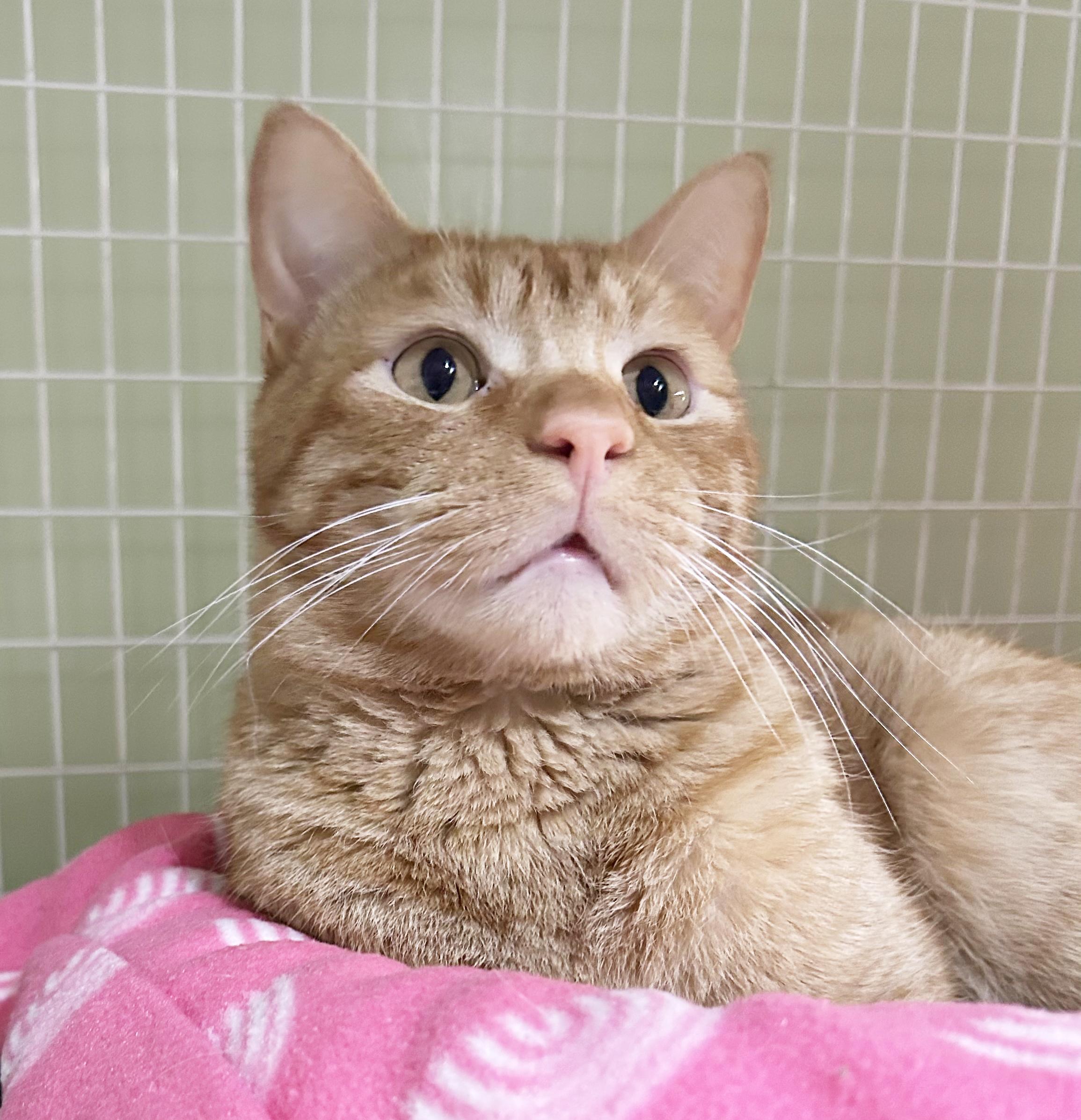 Enlarge Squeak, an adoptable Tabby in Parkville, MO image 2/6