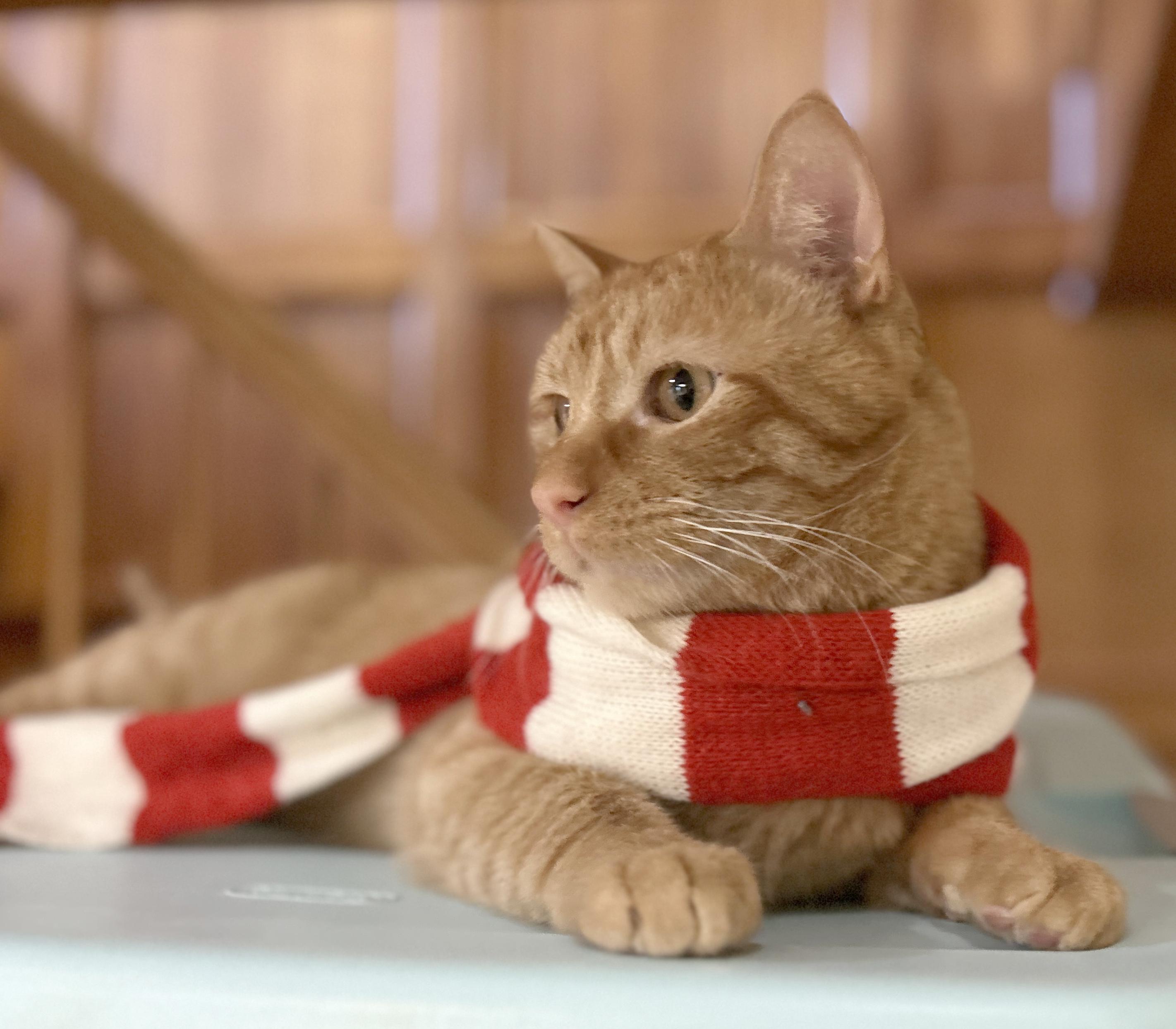 Squeak, a Adoptable Tabby in Parkville, MO image 2/4