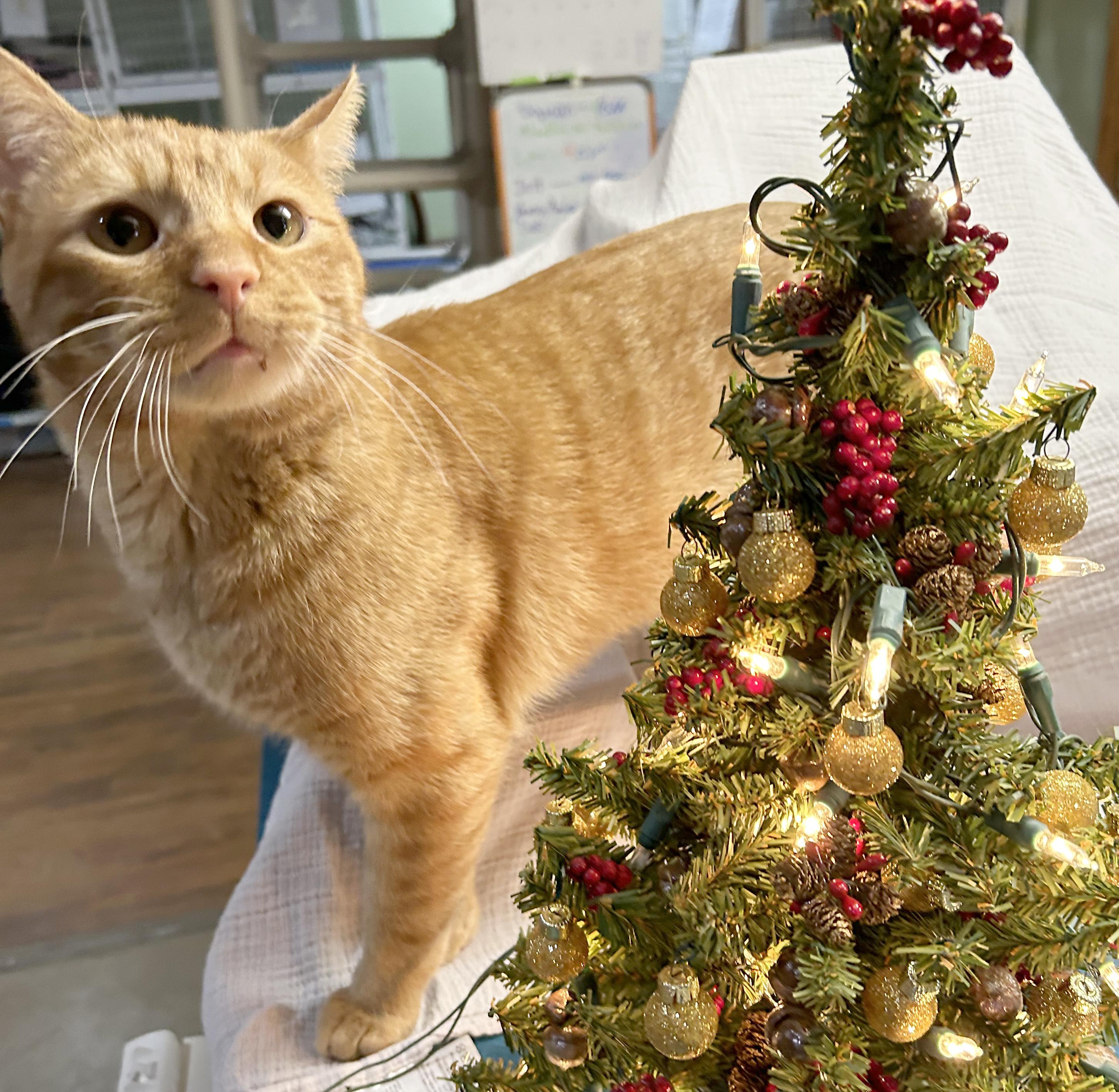 Squeak, a Adoptable Tabby in Parkville, MO image 3/4