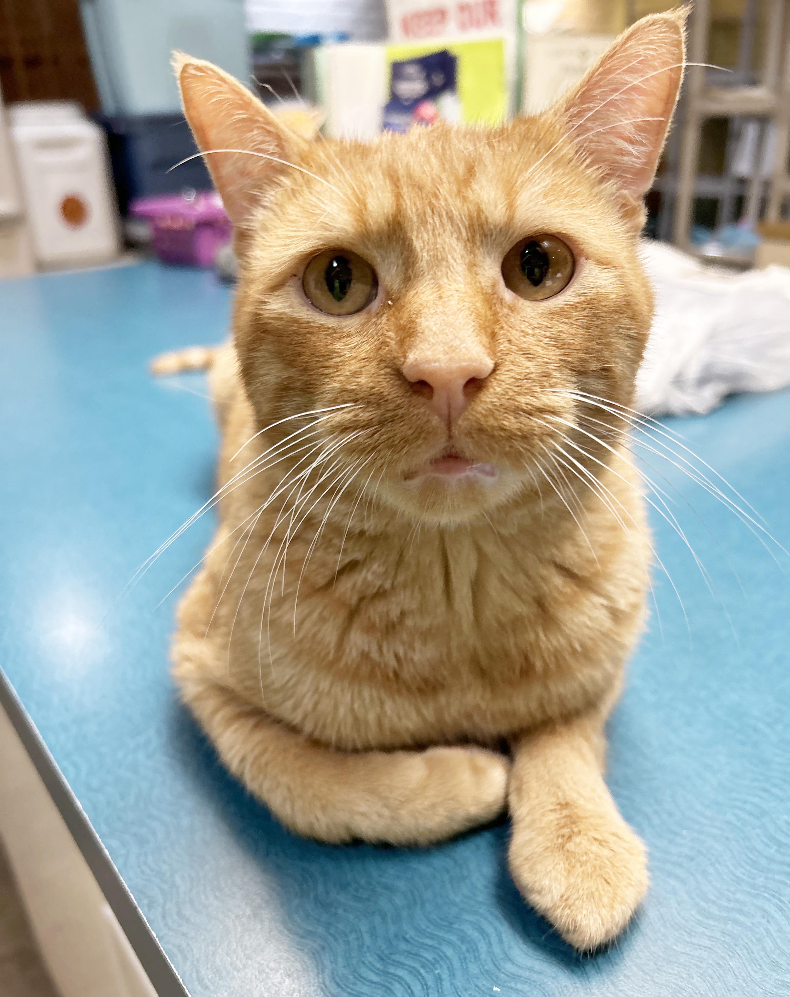 Enlarge Squeak, a Adoptable Tabby in Parkville, MO image 2/6