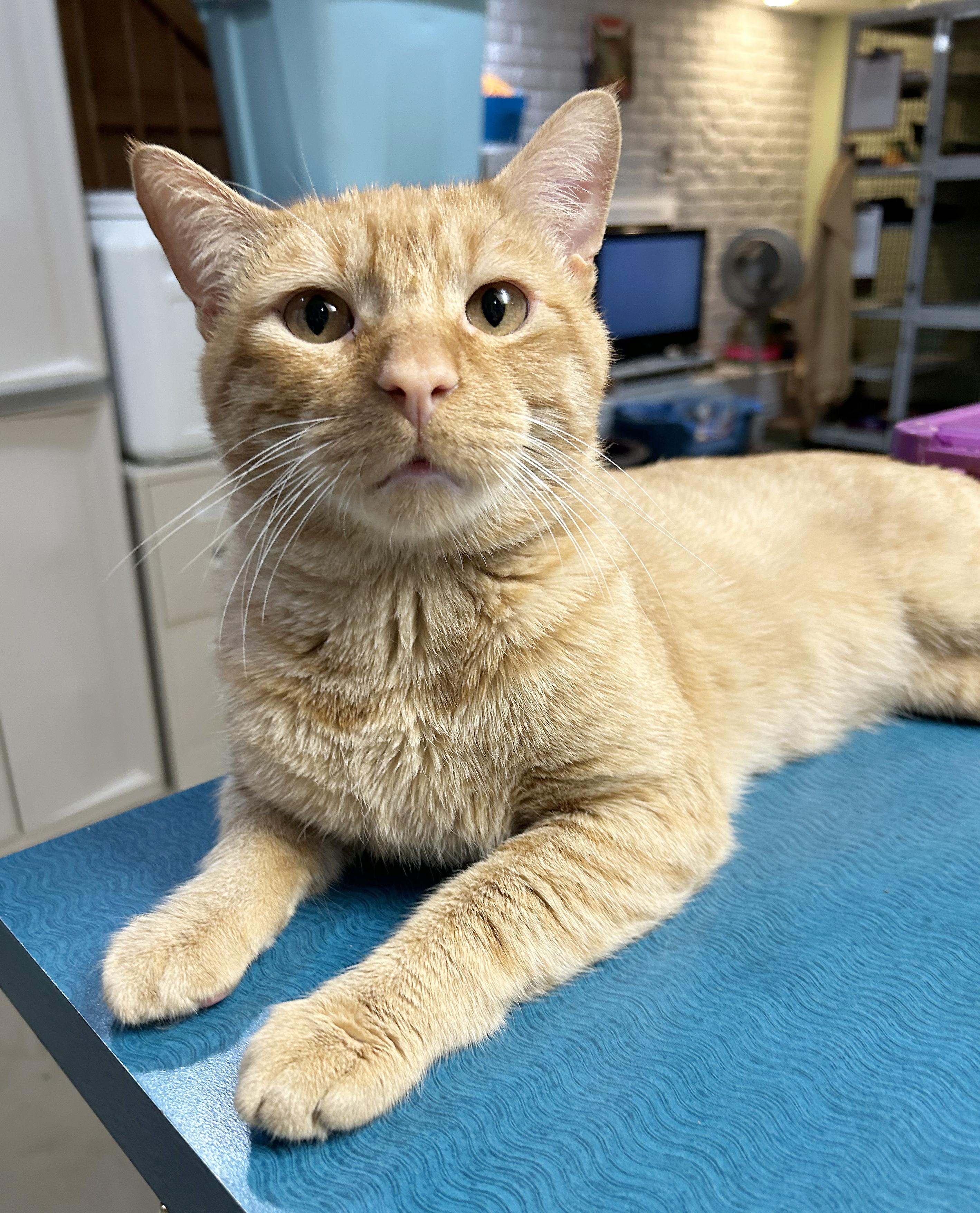 Squeak, Adoptable, Young Male Tabby.