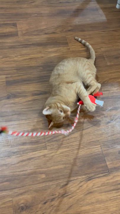 Enlarge Squeak, a Adoptable Tabby in Parkville, MO video 4/4