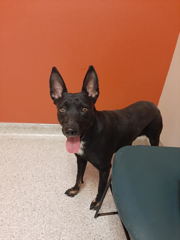 Kelpie Mixes Hope and Faith, a Adoptable mixed breed in Oakhurst, CA image 1/4