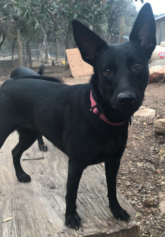 Kelpie Mixes Hope and Faith, a Adoptable mixed breed in Oakhurst, CA image 2/4