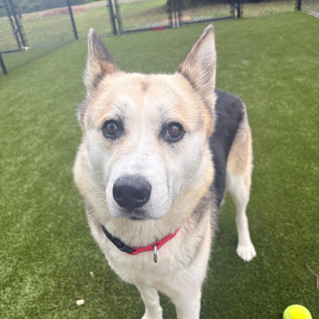 Enlarge Dippin Dot, a Adoptable Mixed Breed in Winston-Salem, NC image 5/6