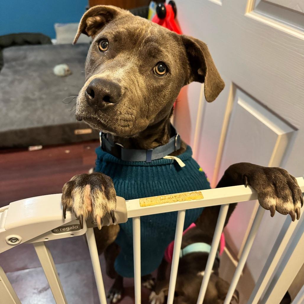 Sky, a Adoptable American Staffordshire Terrier in Turlock, CA image 1/6