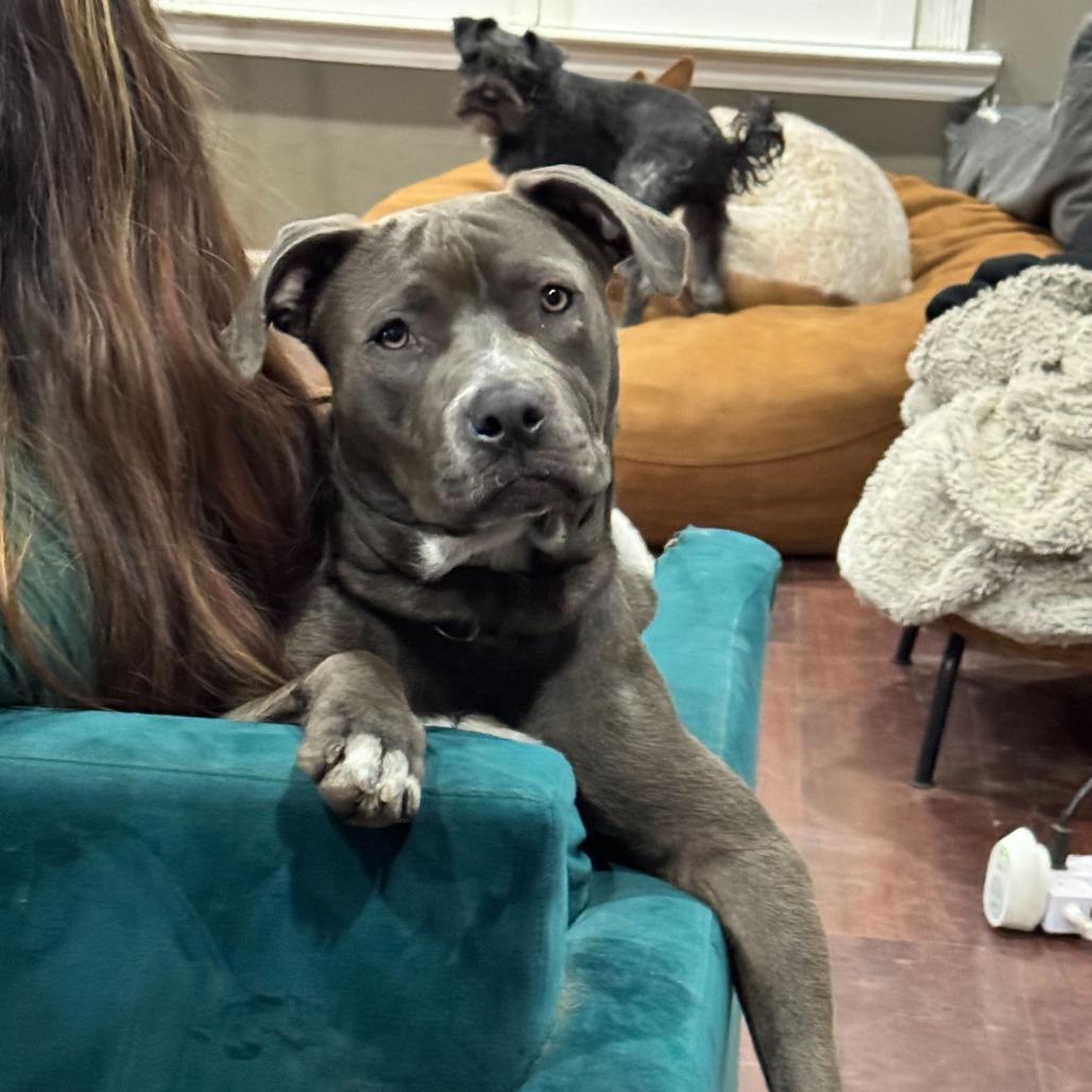 Sky, a Adoptable American Staffordshire Terrier in Turlock, CA image 2/6