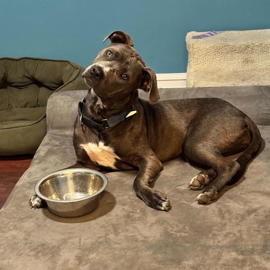 Sky, a Adoptable American Staffordshire Terrier in Turlock, CA image 3/6