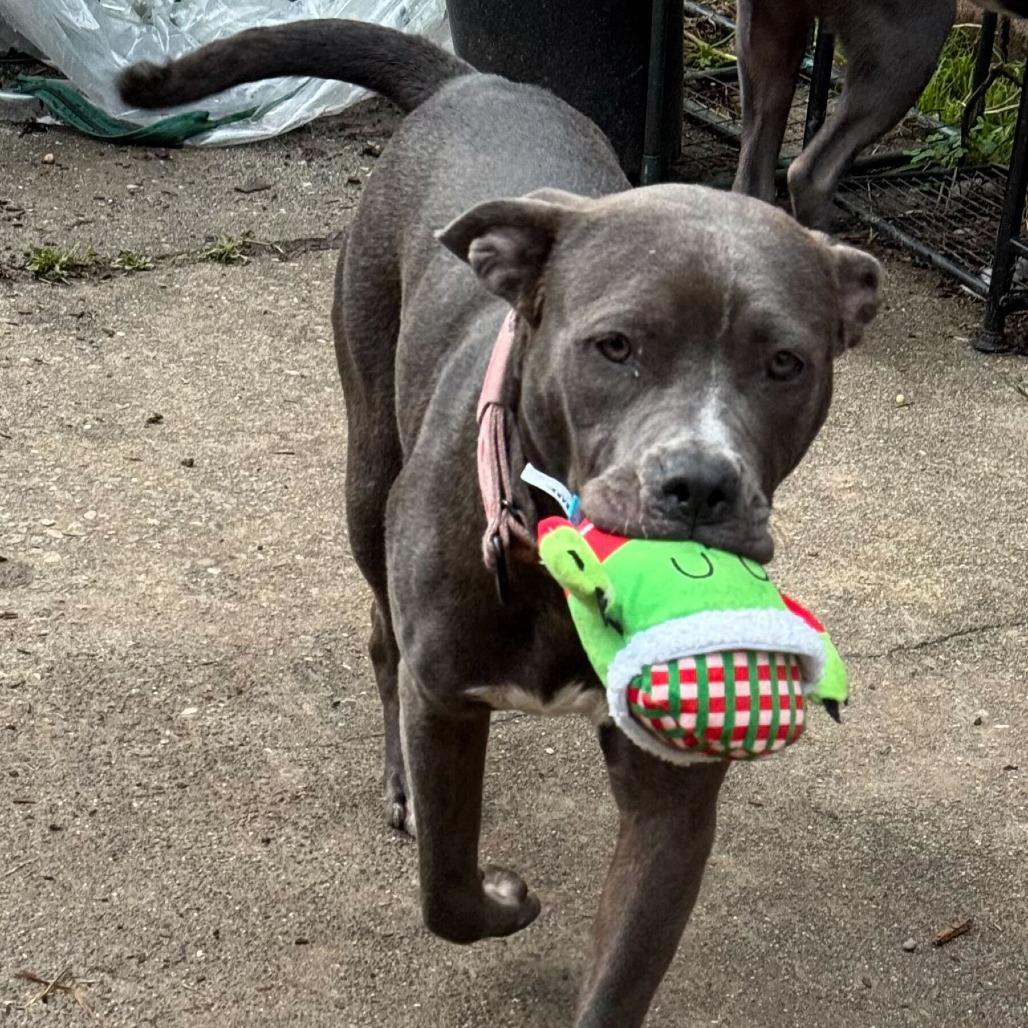 Sky, a Adoptable American Staffordshire Terrier in Turlock, CA image 4/6