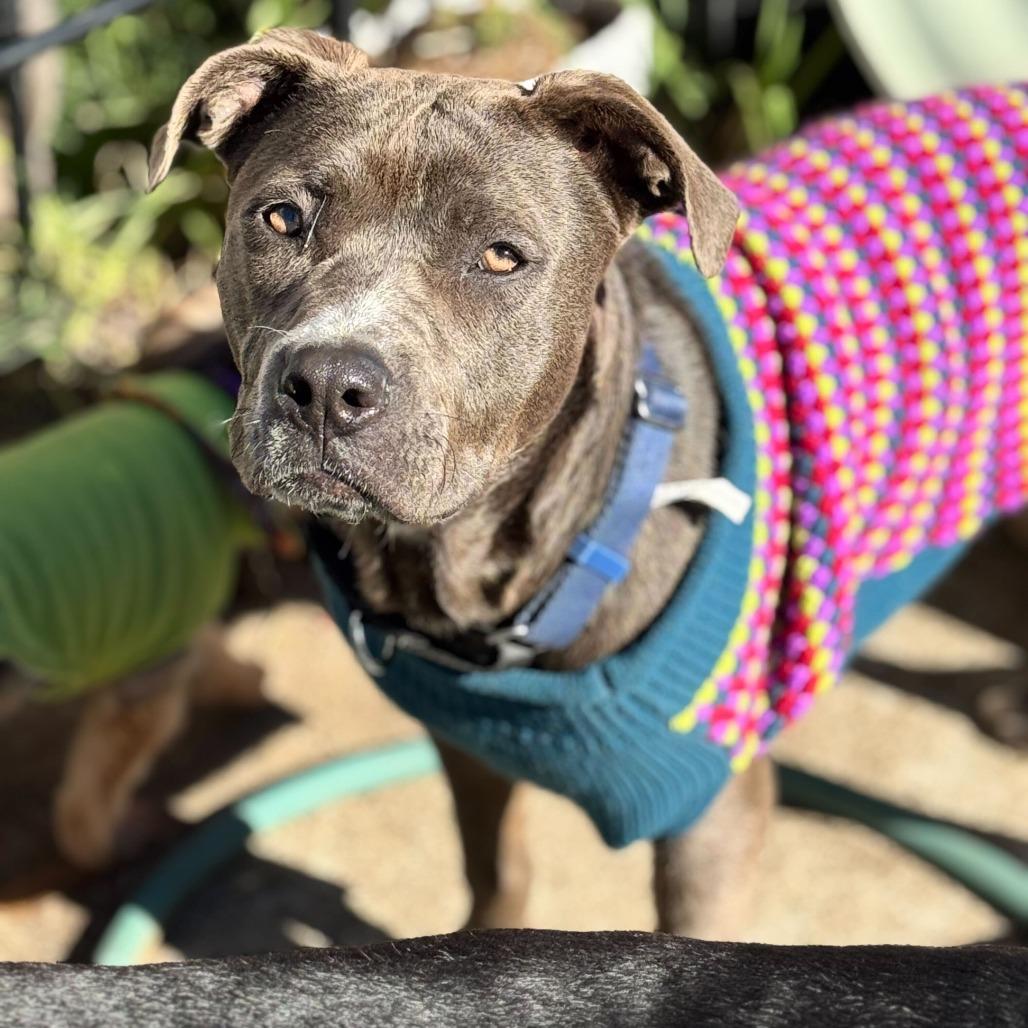 Sky, a Adoptable American Staffordshire Terrier in Turlock, CA image 5/6