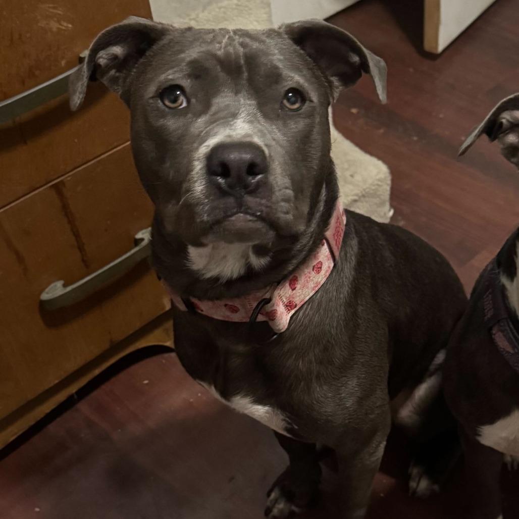 Sky, a Adoptable American Staffordshire Terrier in Turlock, CA image 6/6