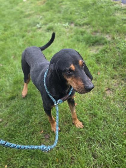 Enlarge Buckle, a Adoptable mixed breed in Westland, MI image 1/3