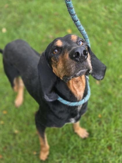 Enlarge Buckle, a Adoptable mixed breed in Westland, MI image 2/3