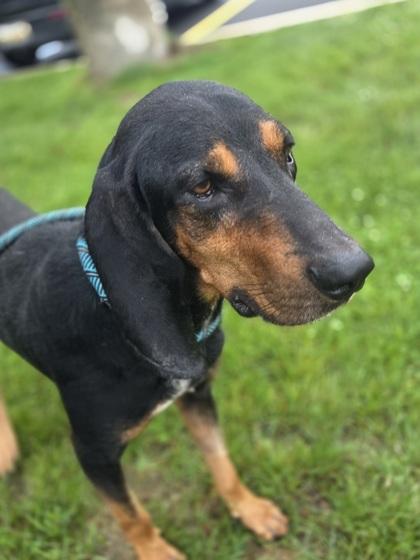 Enlarge Buckle, a Adoptable mixed breed in Westland, MI image 3/3