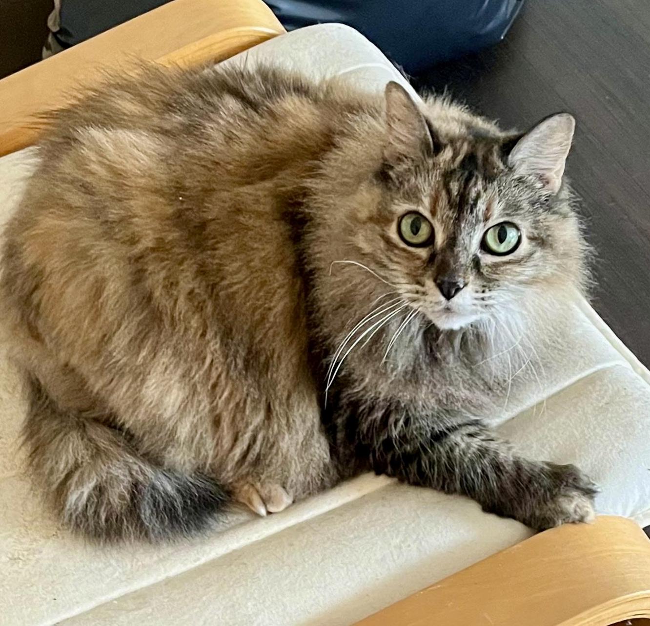 Belle (early bird special), Adoptable, Senior Female Maine Coon & Domestic Long Hair.