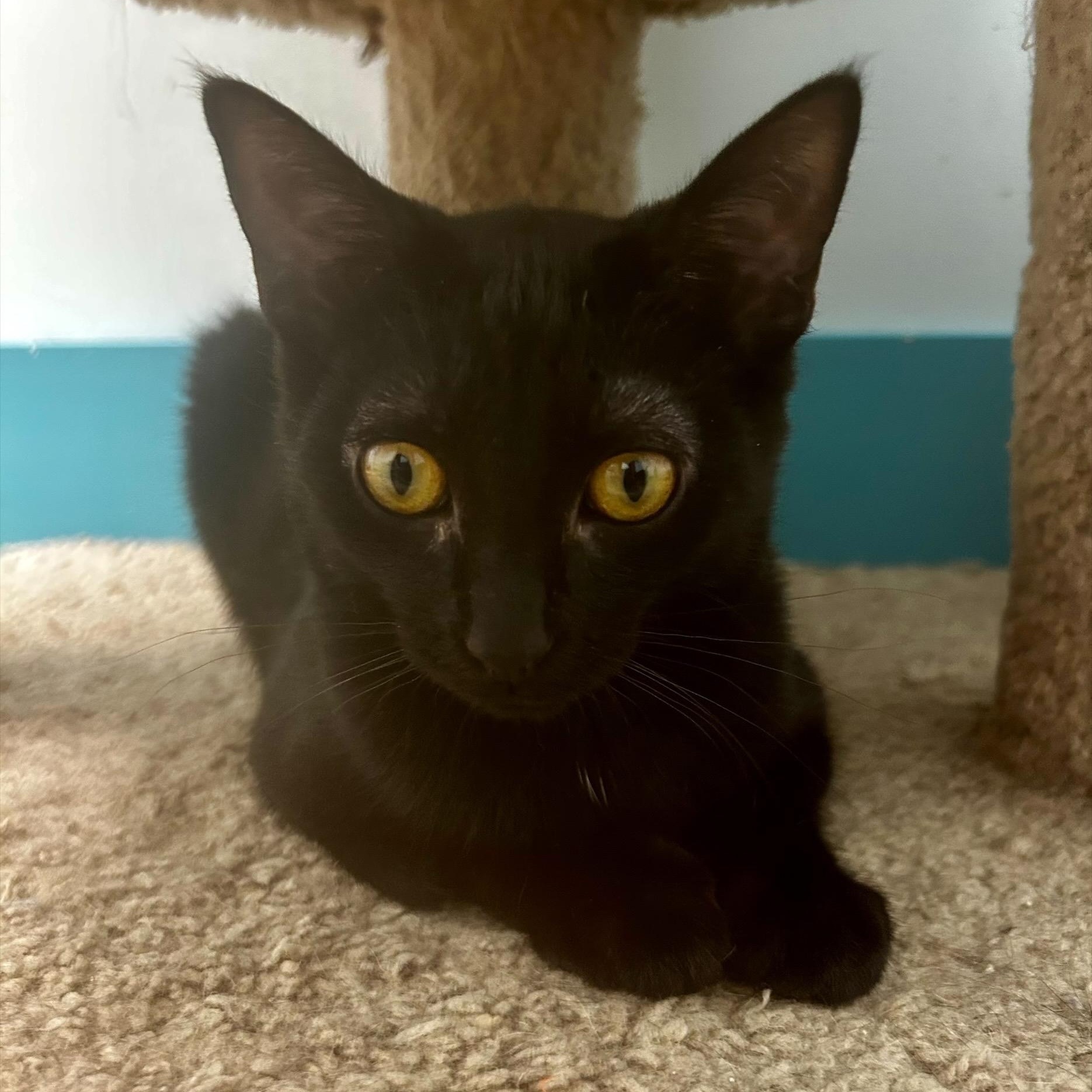 Enlarge Lucky Charm, a Adoptable Domestic Short Hair in Grand Rapids, MI image 5/6