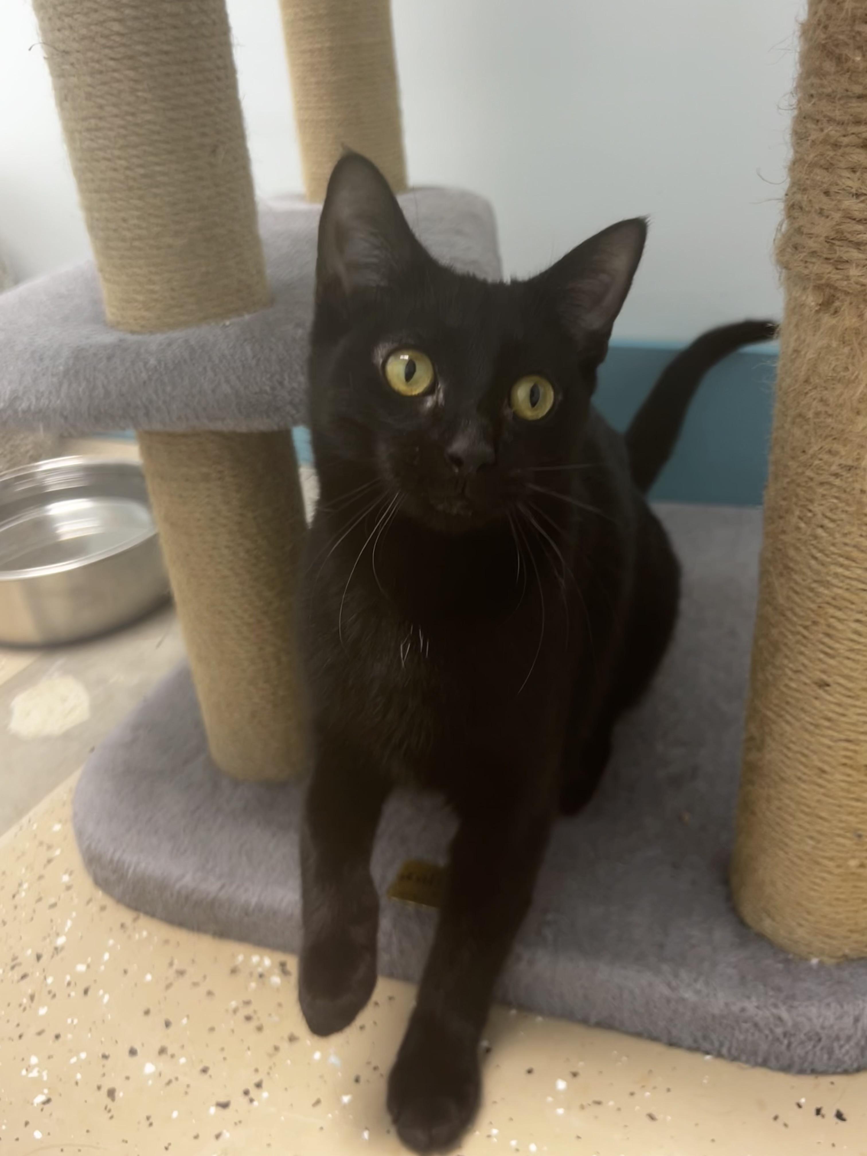 Enlarge Lucky Charm, a Adoptable Domestic Short Hair in Grand Rapids, MI image 3/6