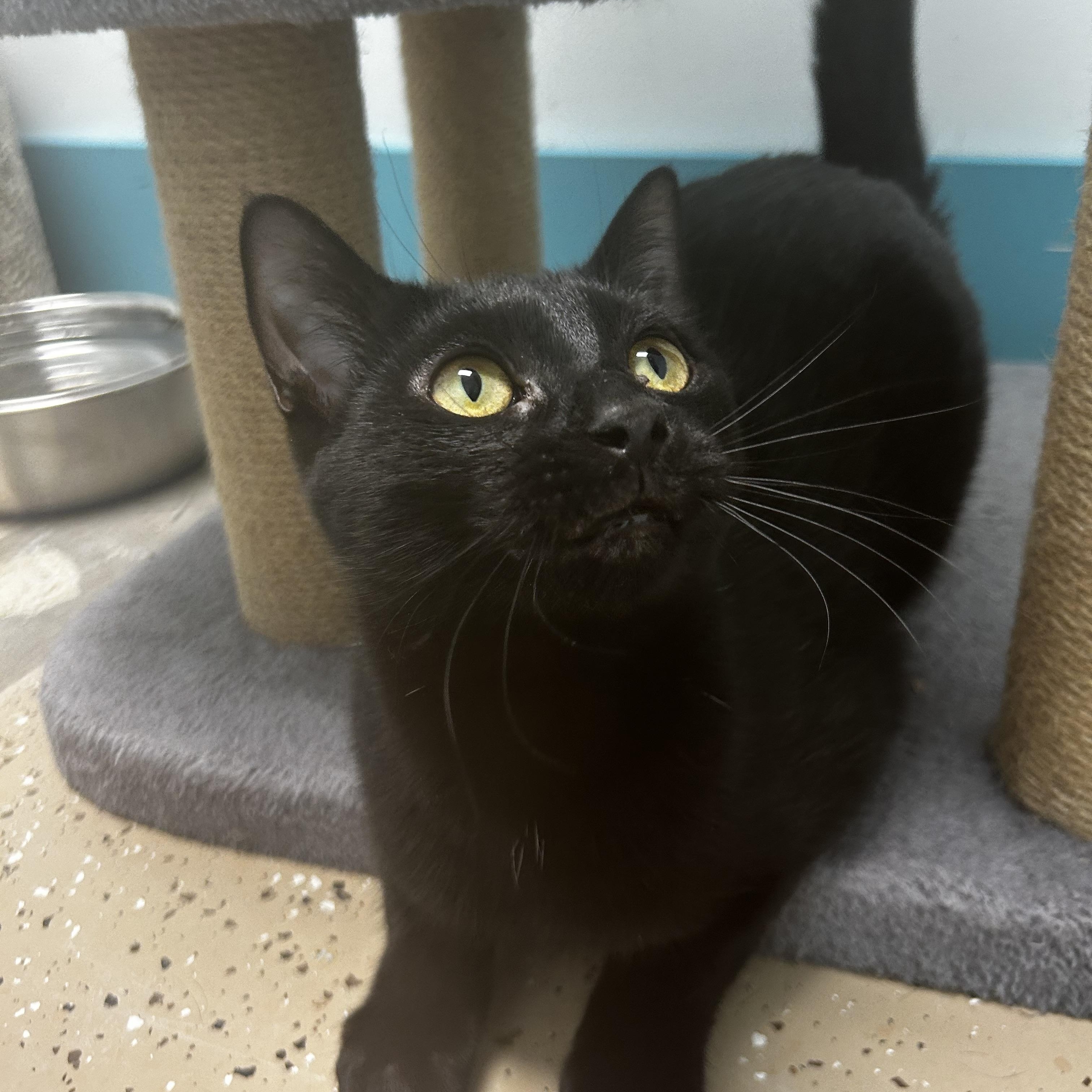 Enlarge Lucky Charm, a Adoptable Domestic Short Hair in Grand Rapids, MI image 4/6