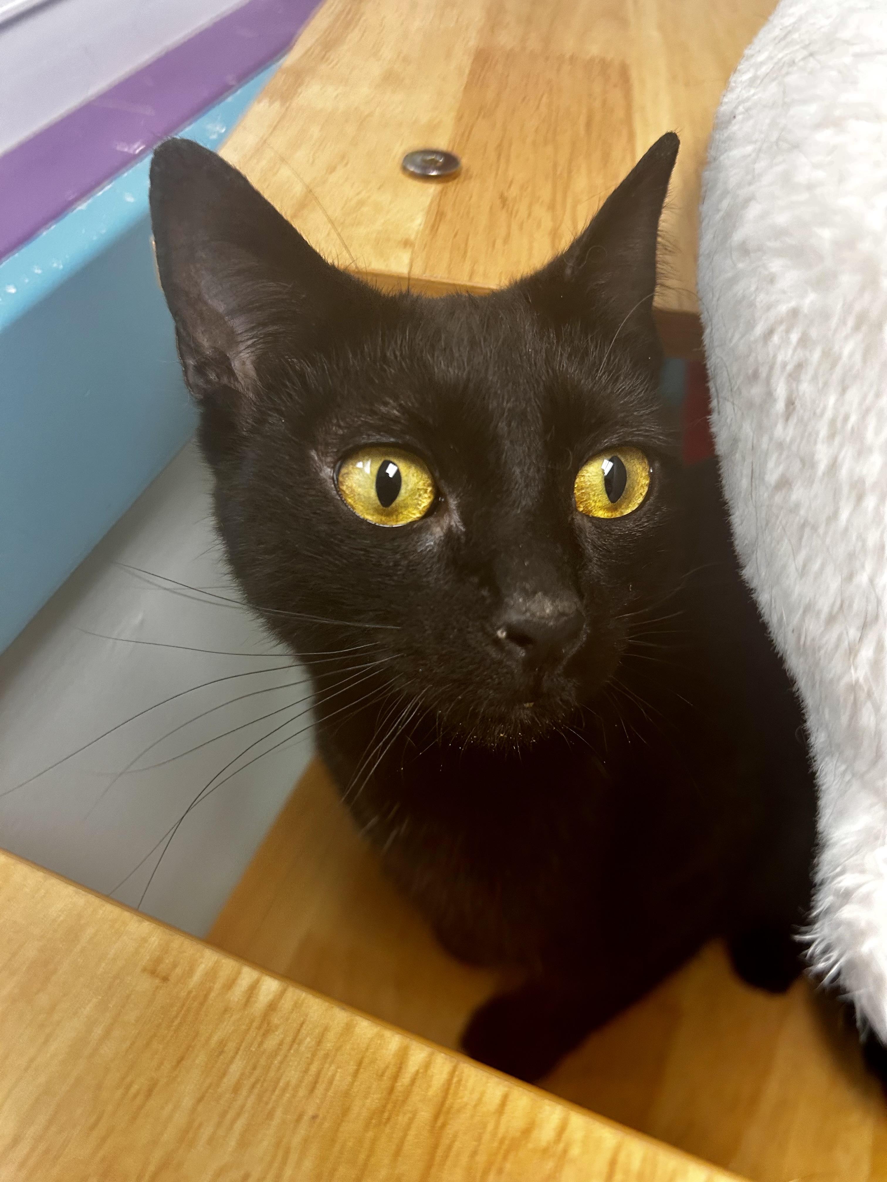 Enlarge Lucky Charm, an adoptable Domestic Short Hair in Grand Rapids, MI image 1/6