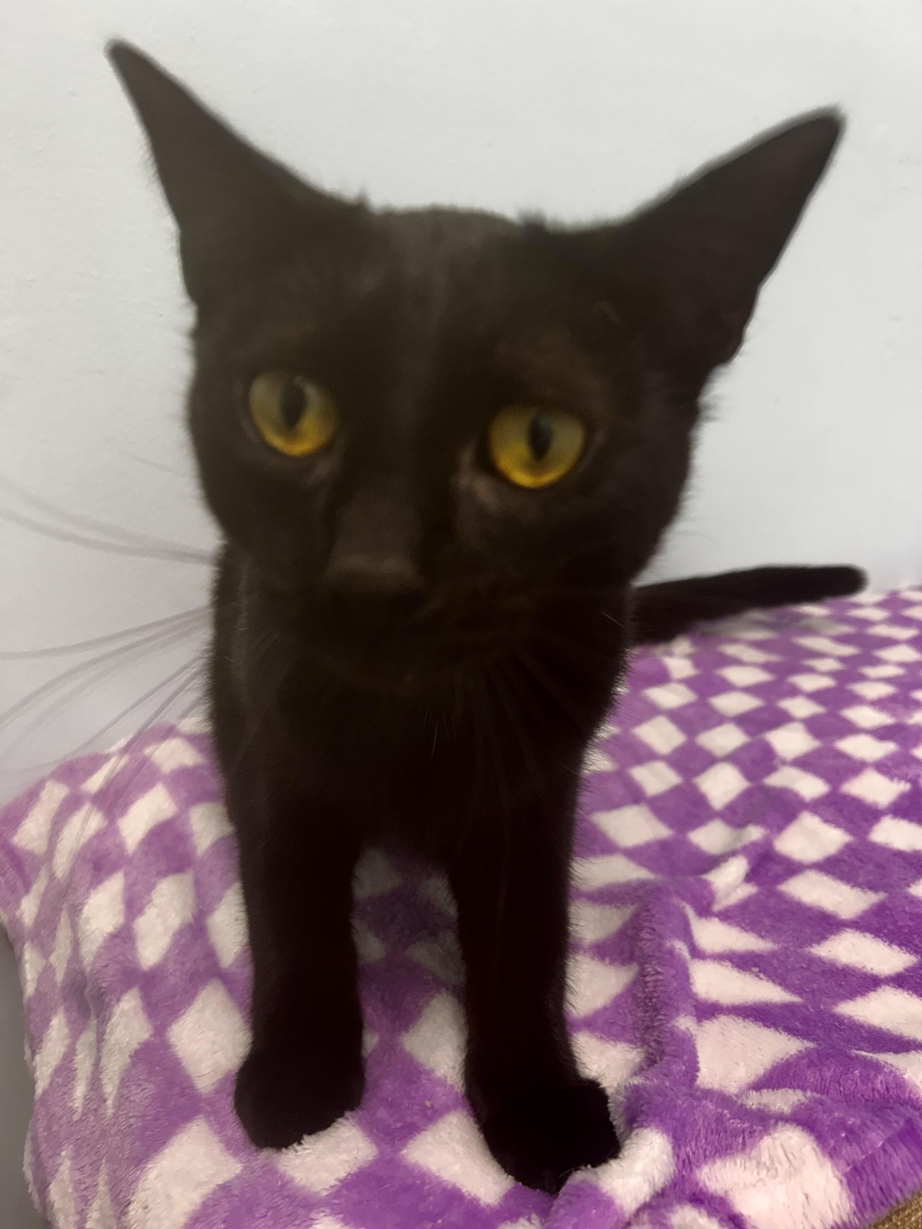 Enlarge Lucky Charm, an adopted Domestic Short Hair in Grand Rapids, MI image 4/6