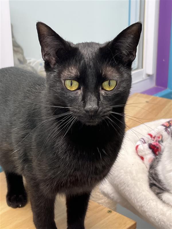 Enlarge Lucky Charm, an adopted Domestic Short Hair in Grand Rapids, MI image 6/6