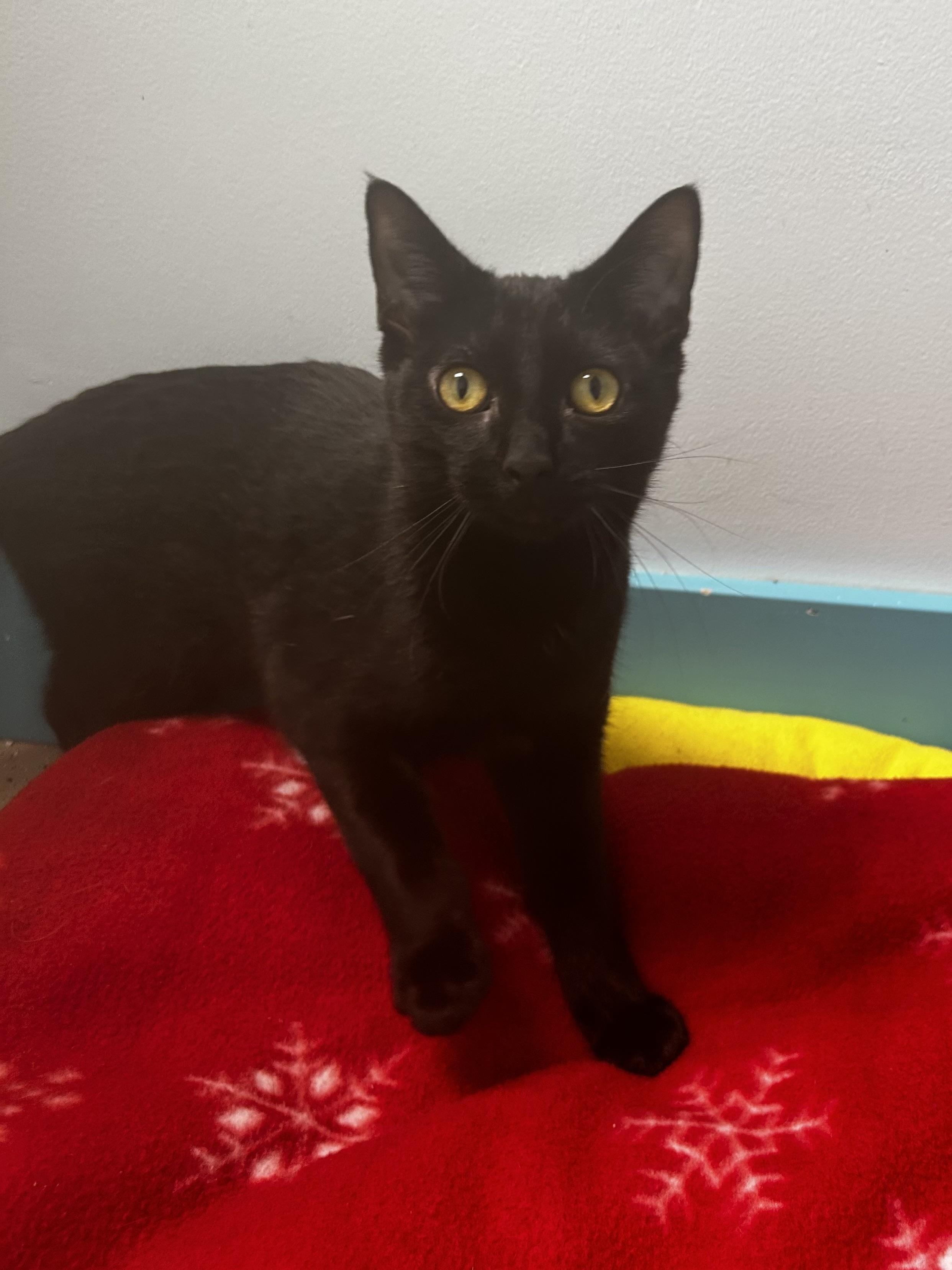 Enlarge Lucky Charm, a Adoptable Domestic Short Hair in Grand Rapids, MI image 1/6