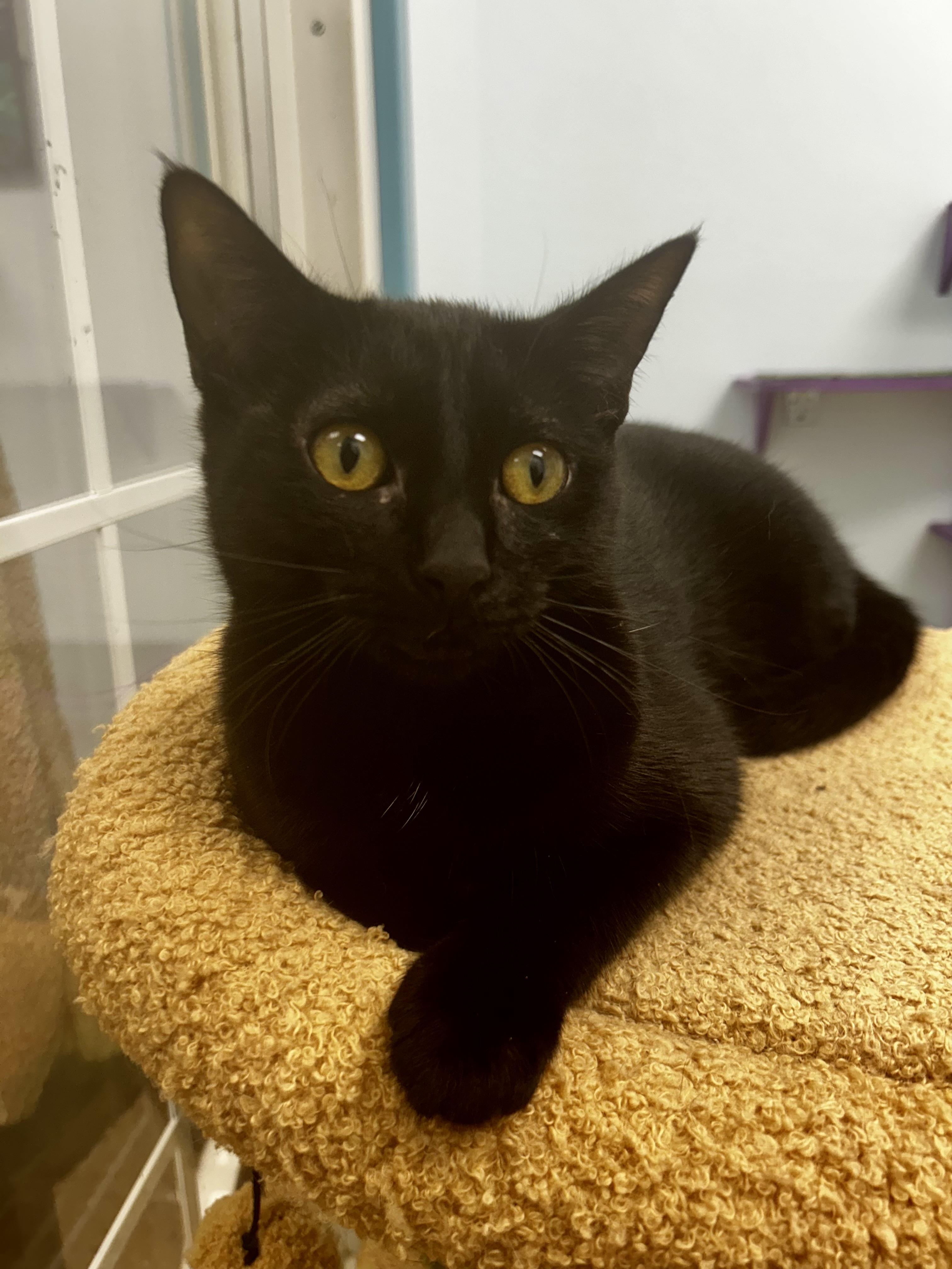 Enlarge Lucky Charm, a Adoptable Domestic Short Hair in Grand Rapids, MI image 2/6